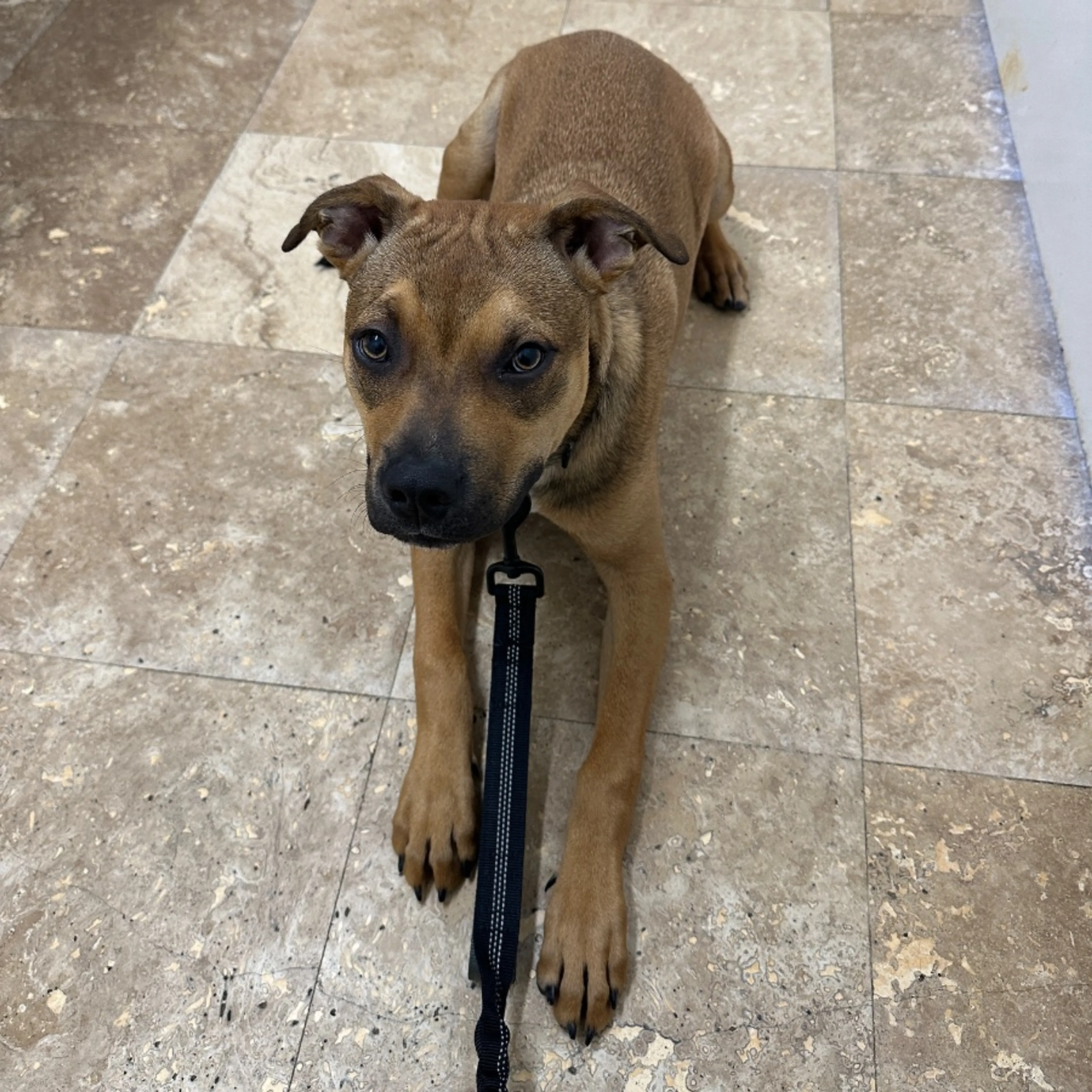 Found pet