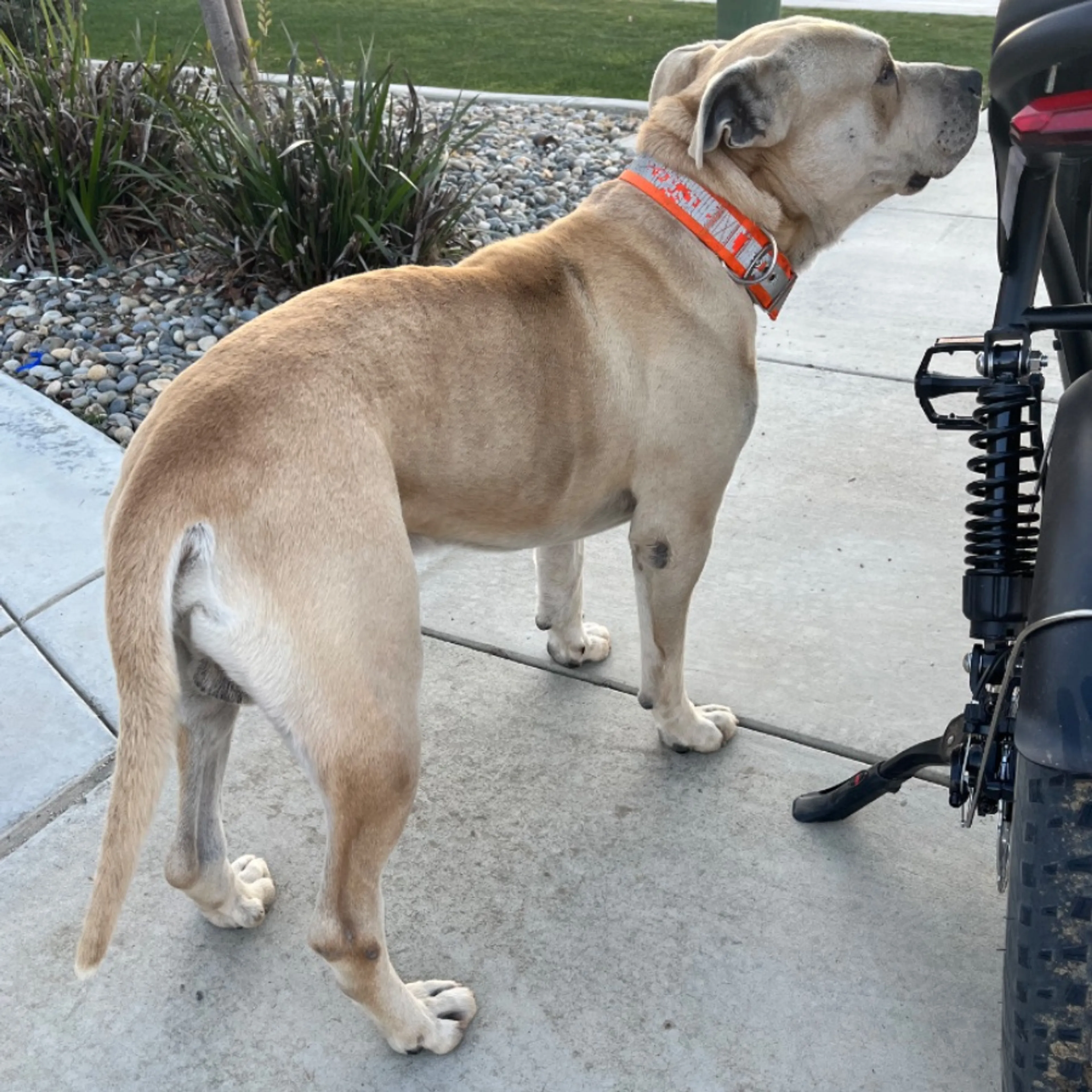 Found pet
