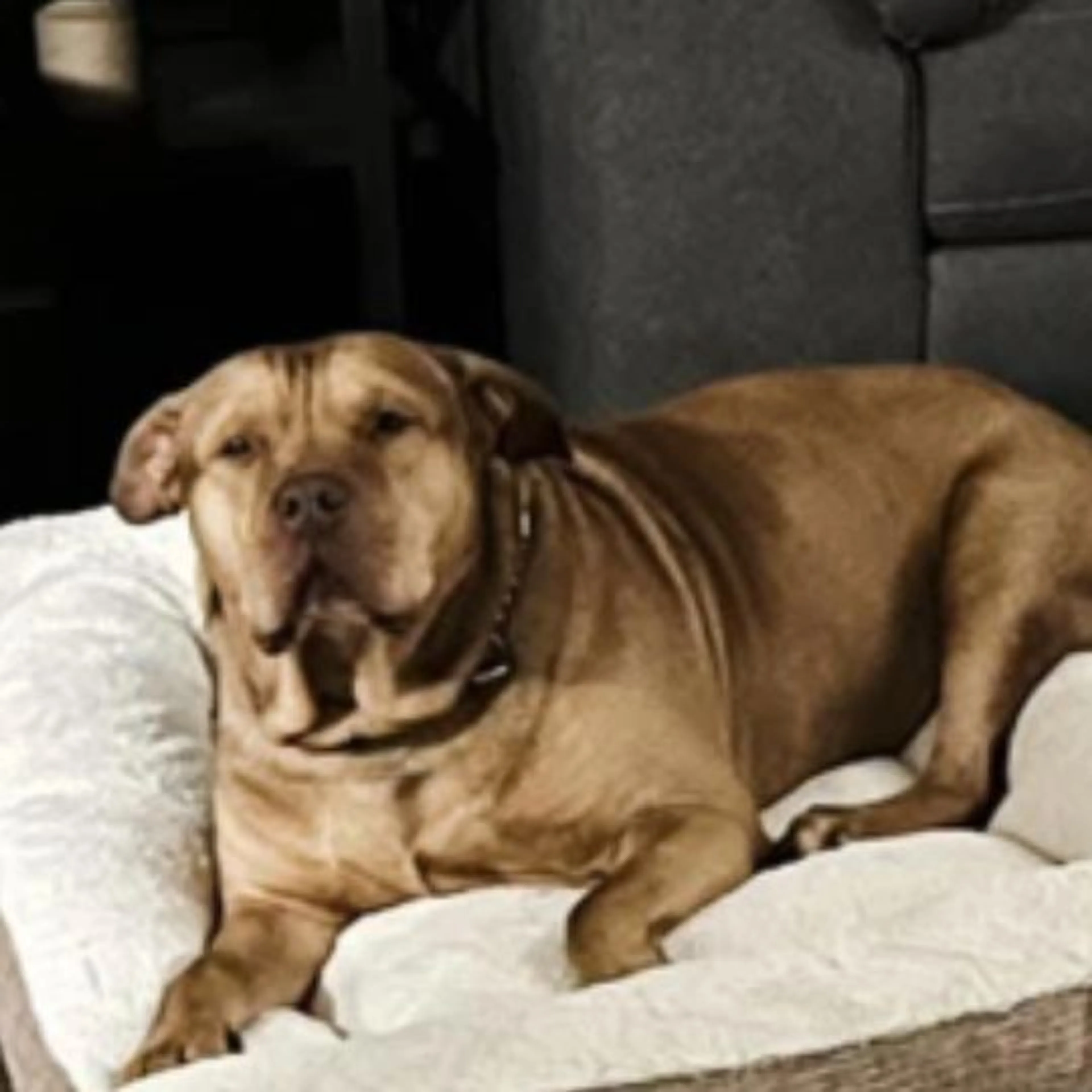 Lost pet