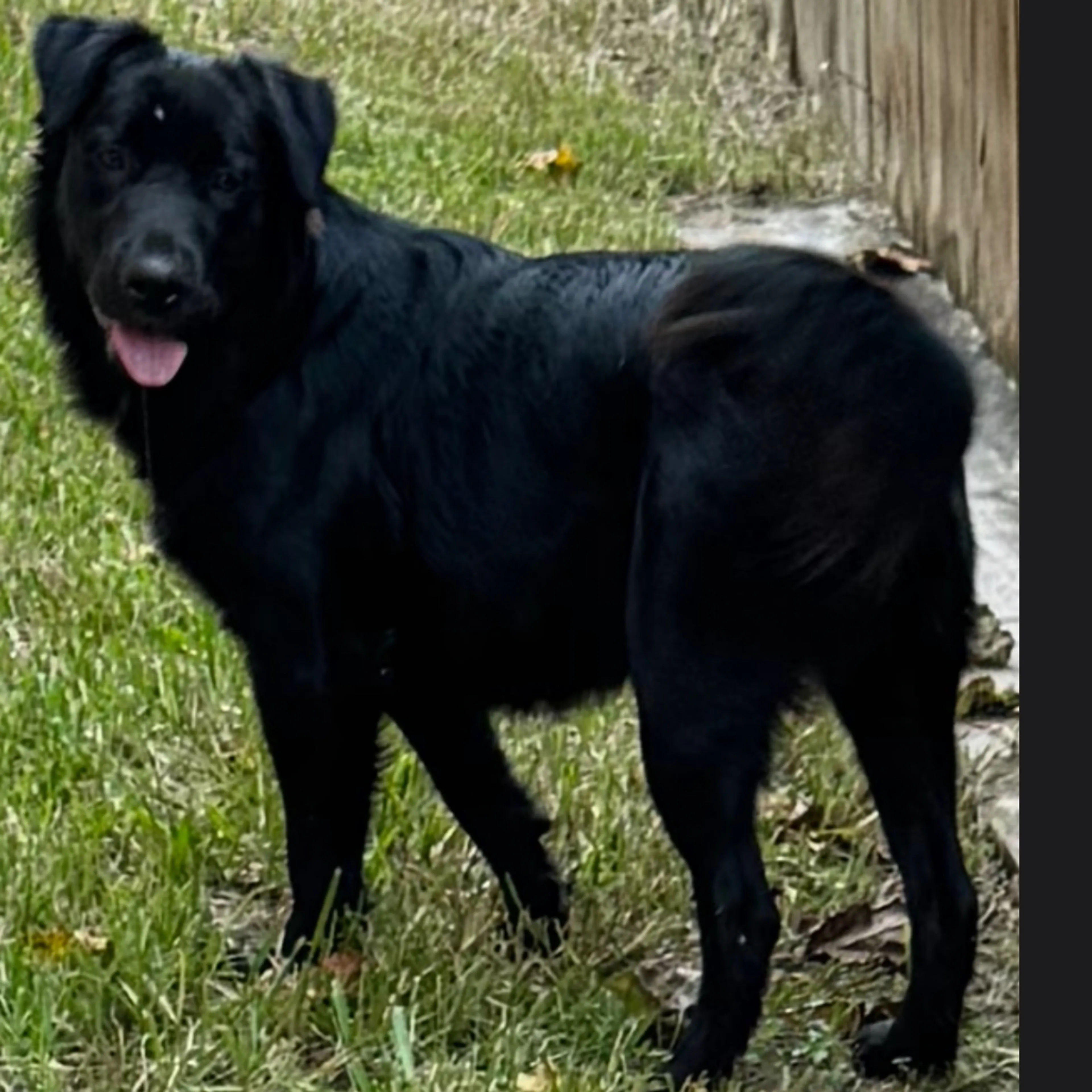 Lost pet-2