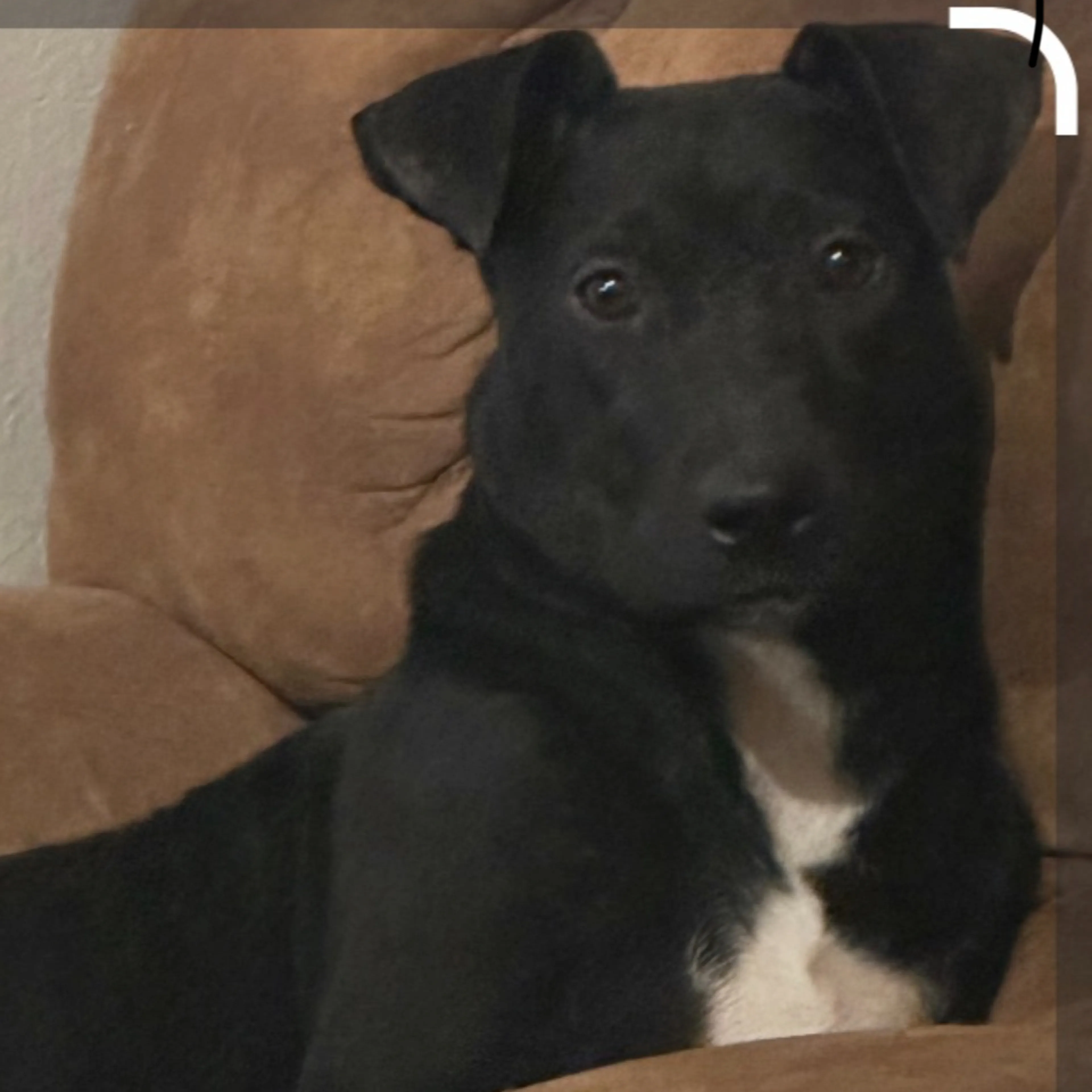 Lost pet-3