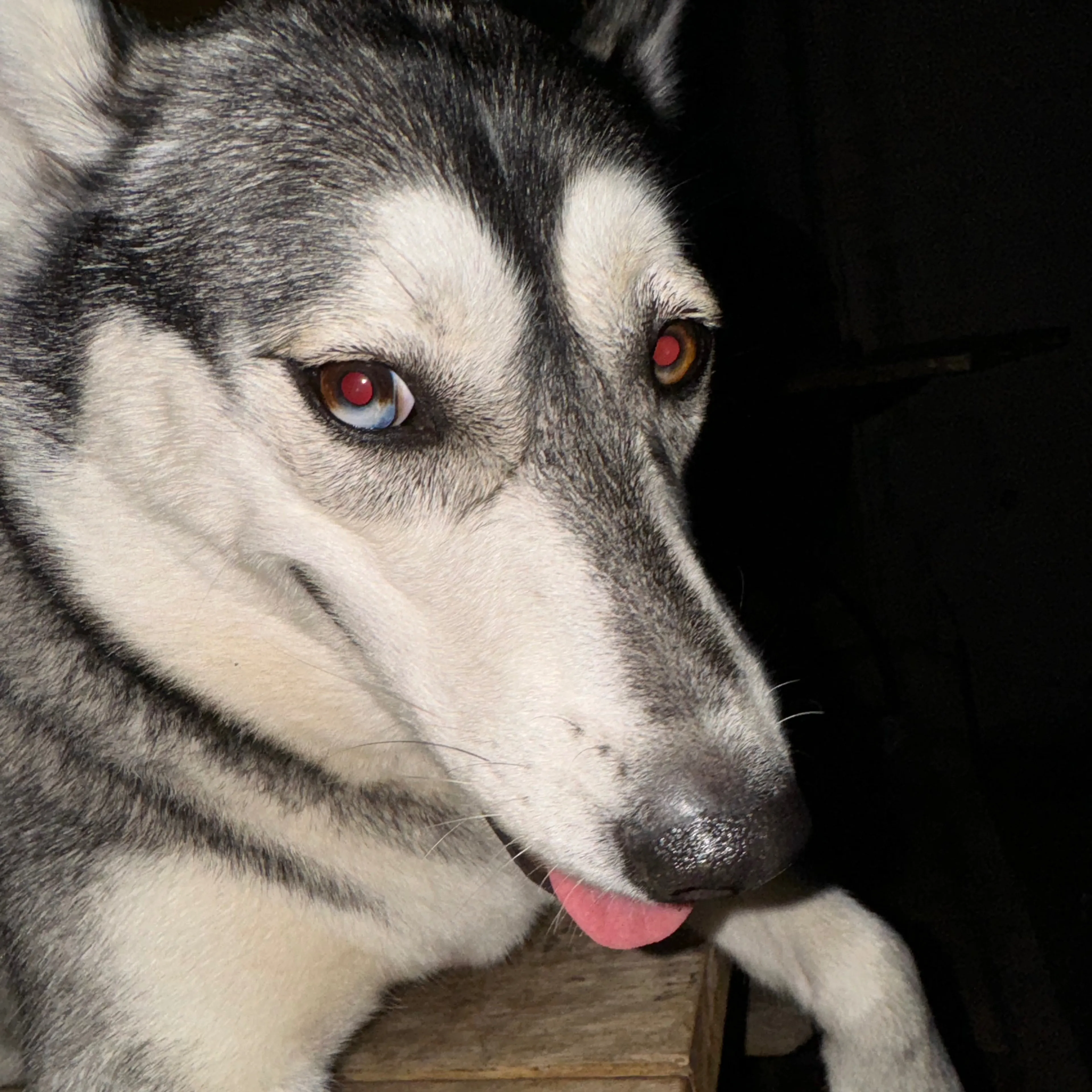 Lost pet-1