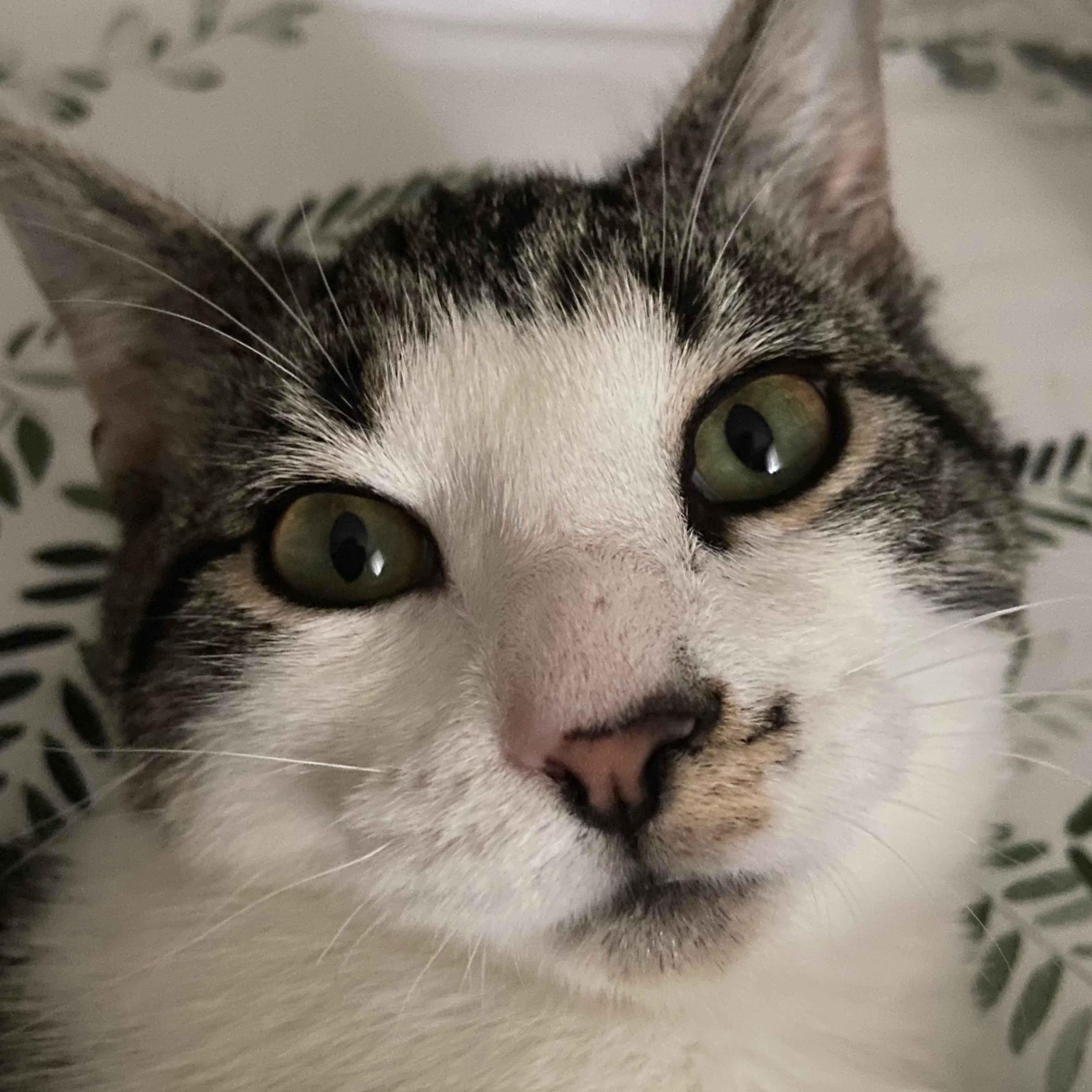 Lost pet-3