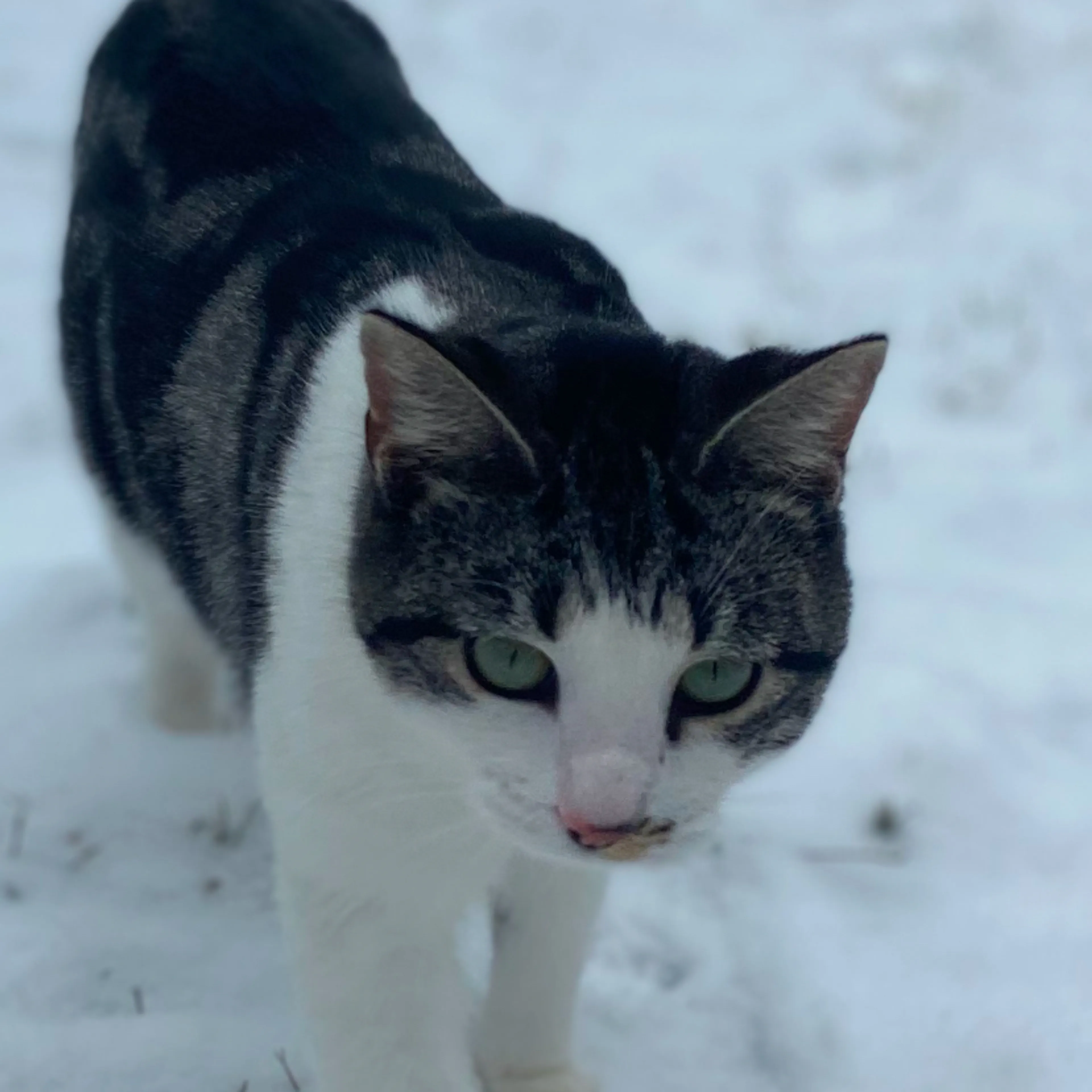Lost pet-1