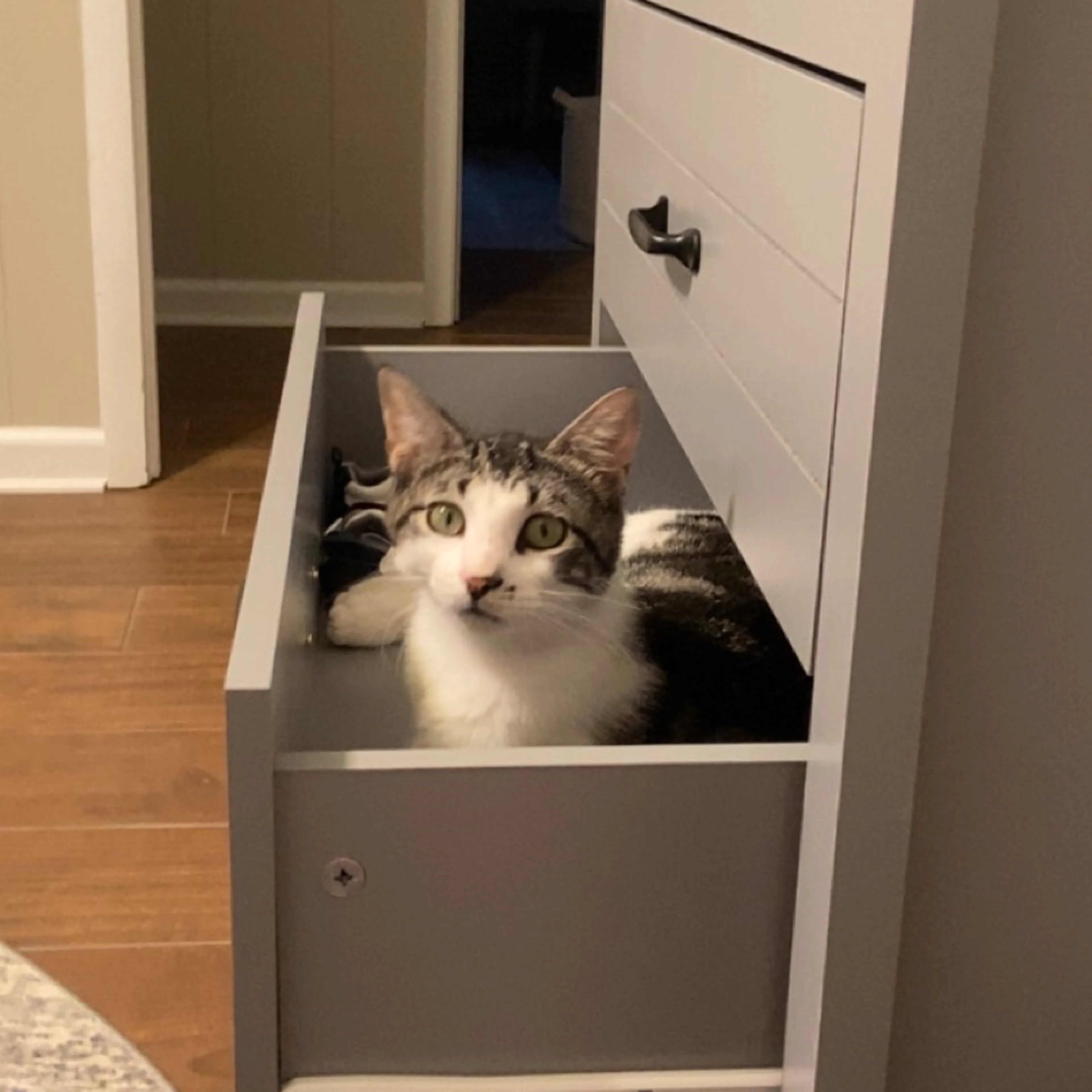 Lost pet-2