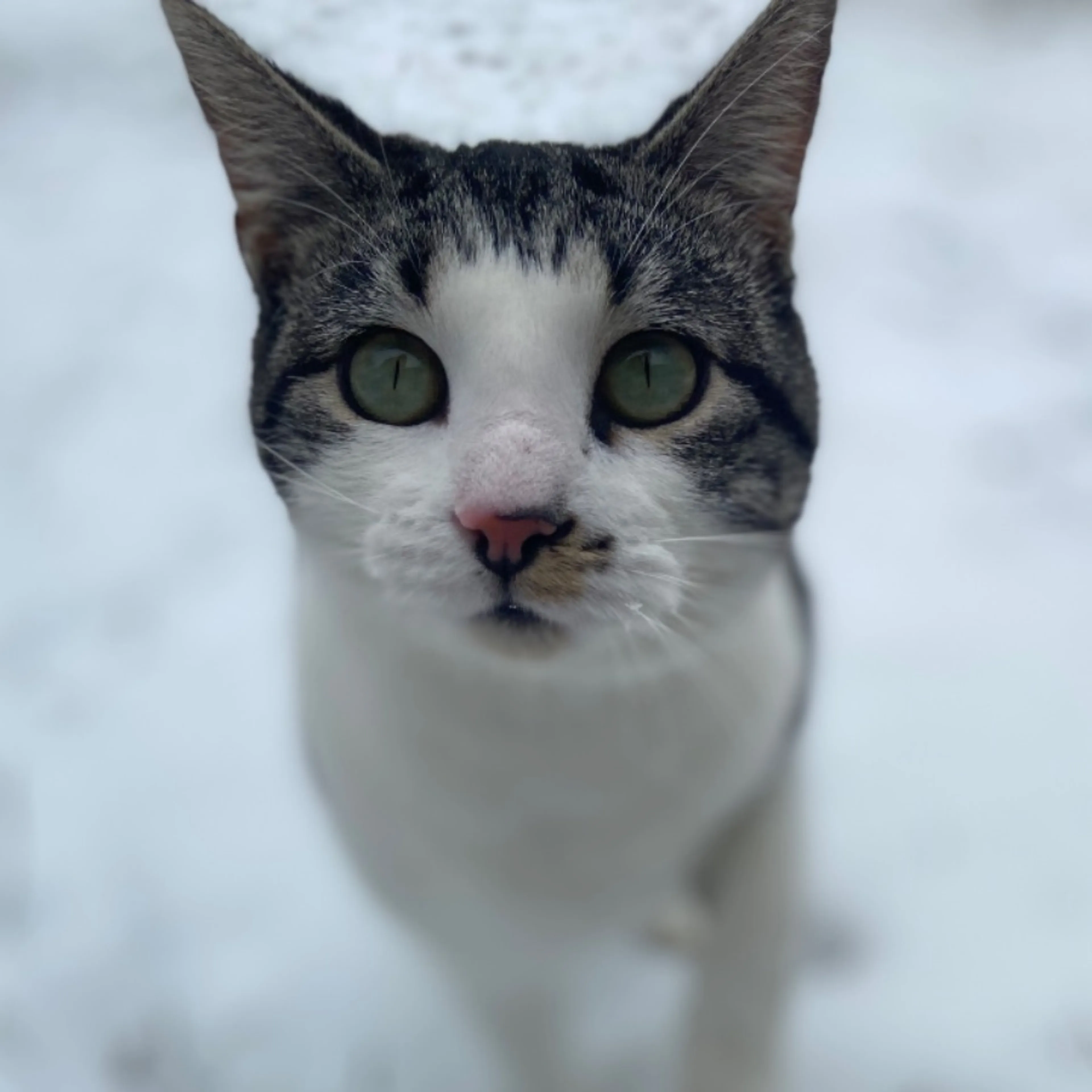 Lost pet-0