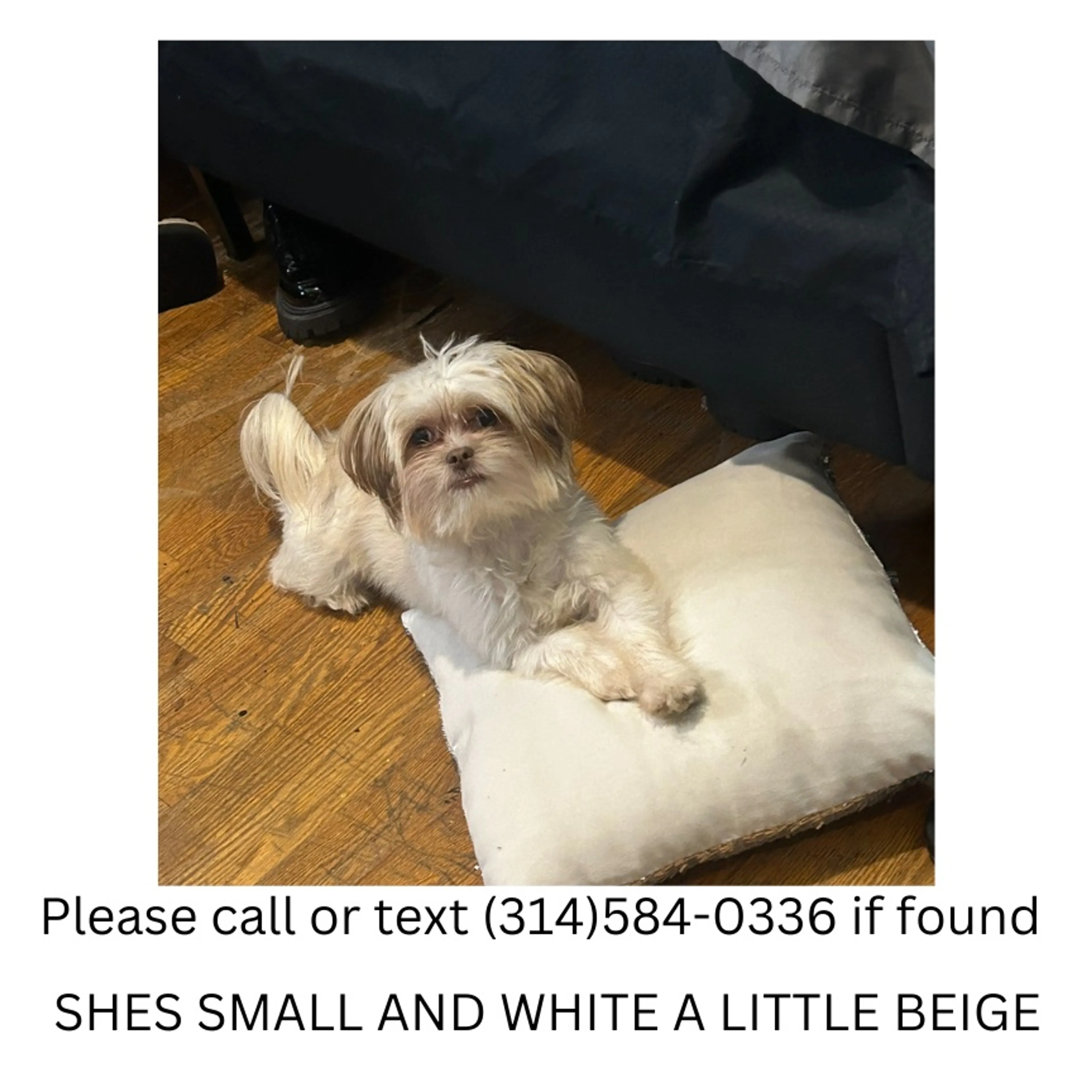 Lost pet