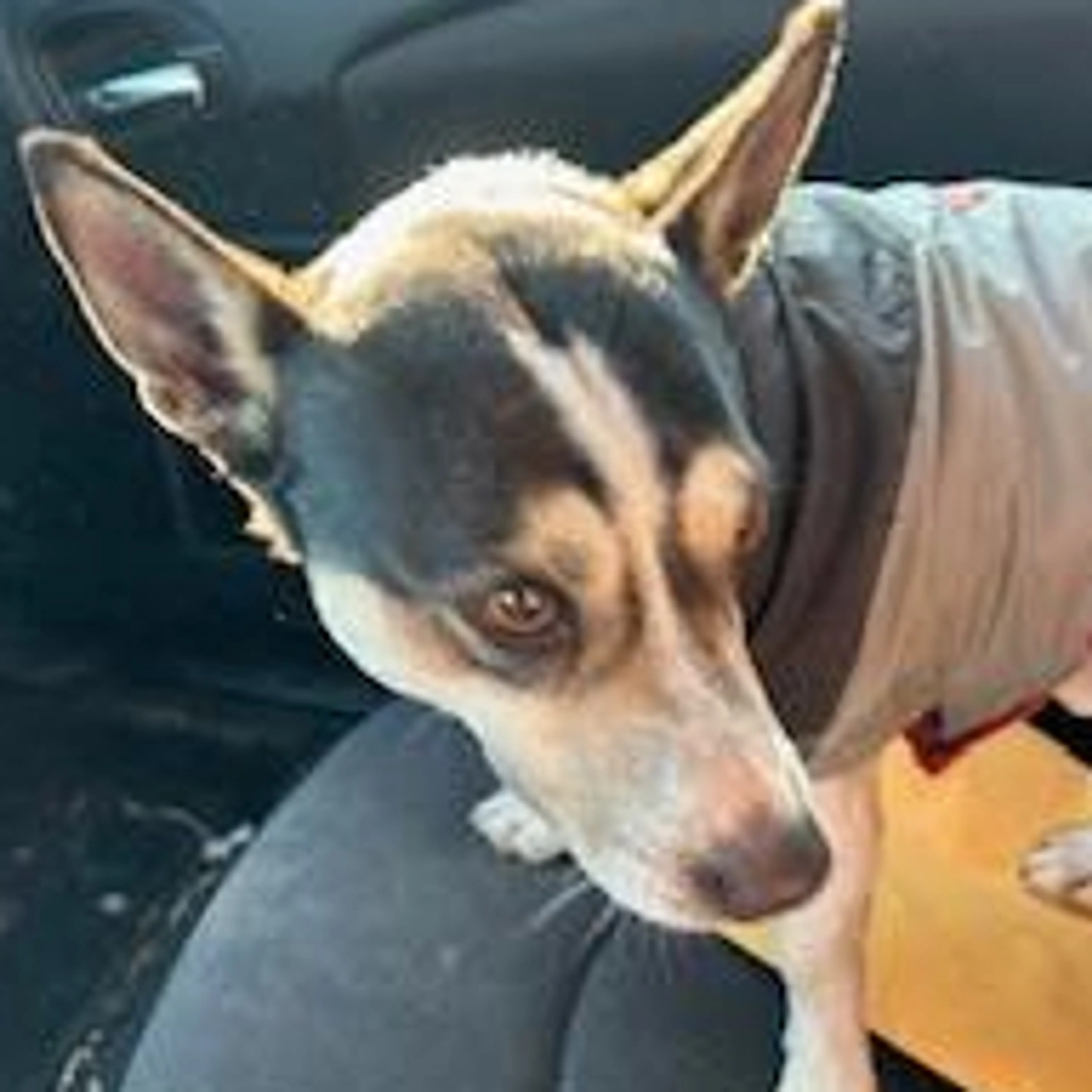 Found pet-1