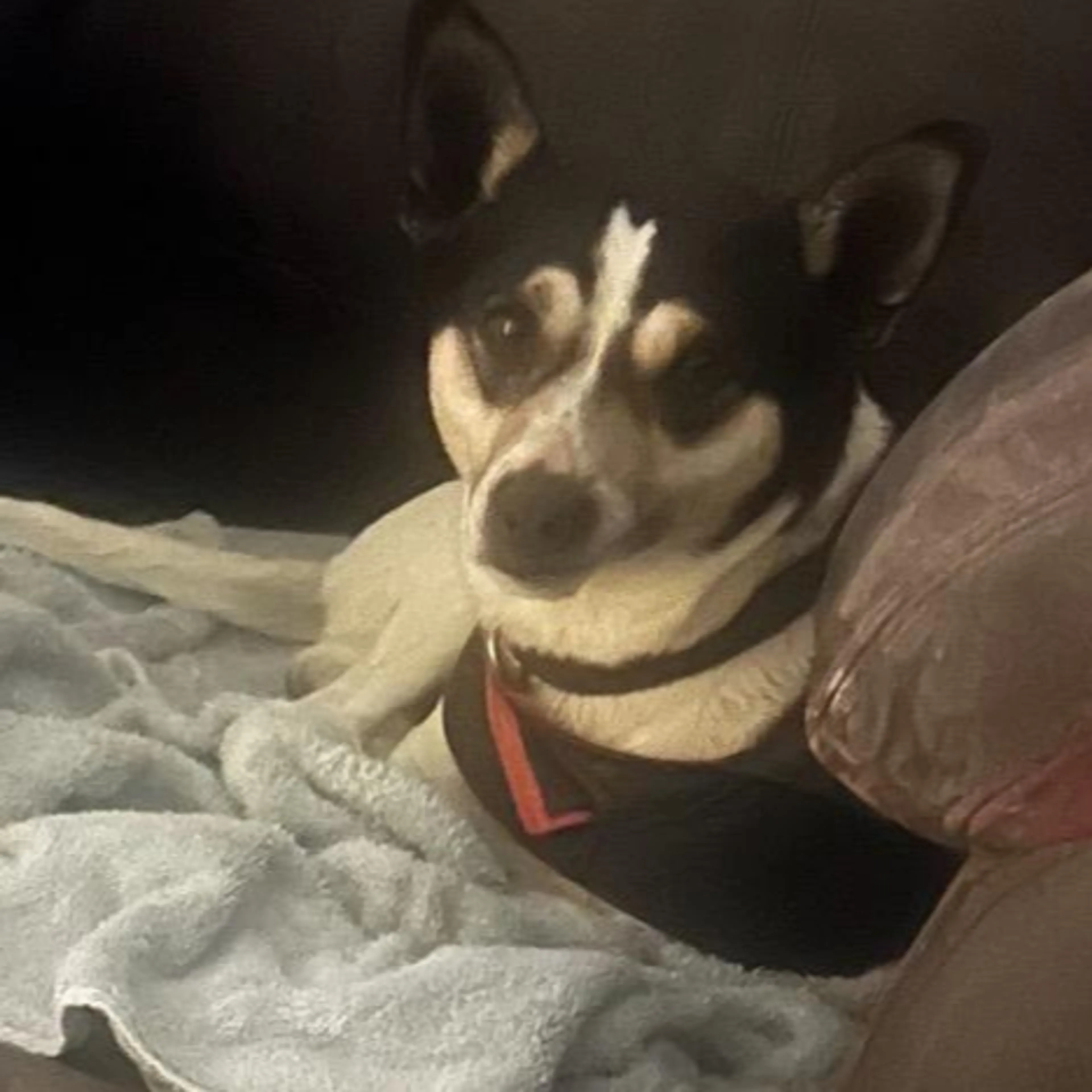 Found pet-2