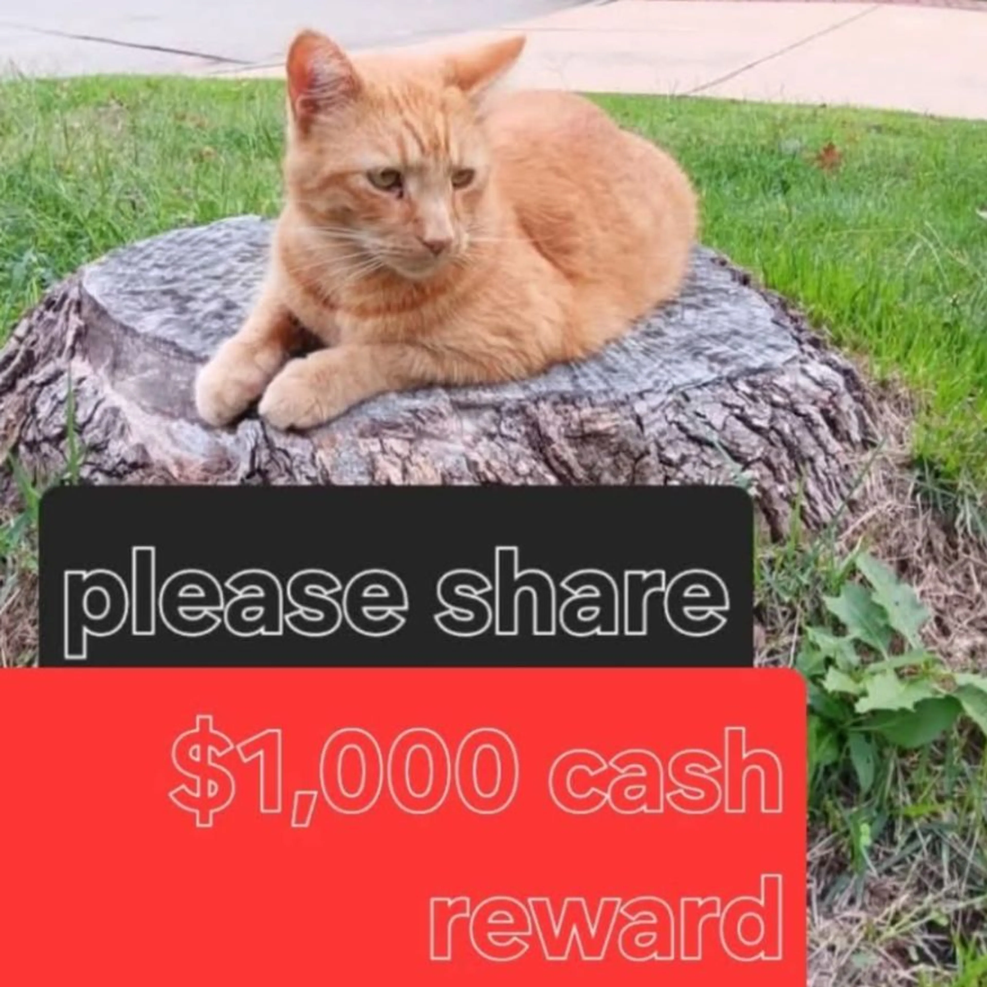cdn image