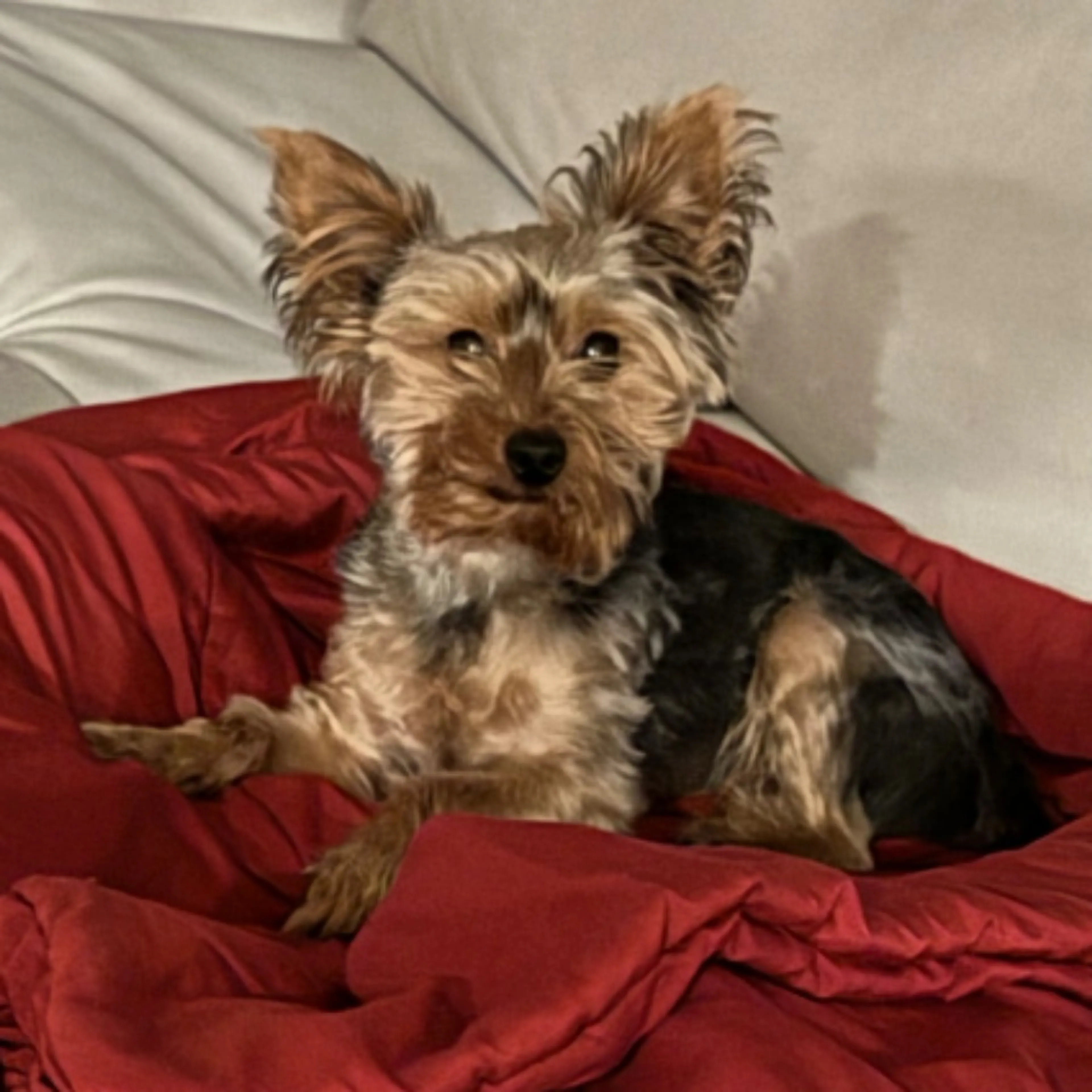 Lost pet