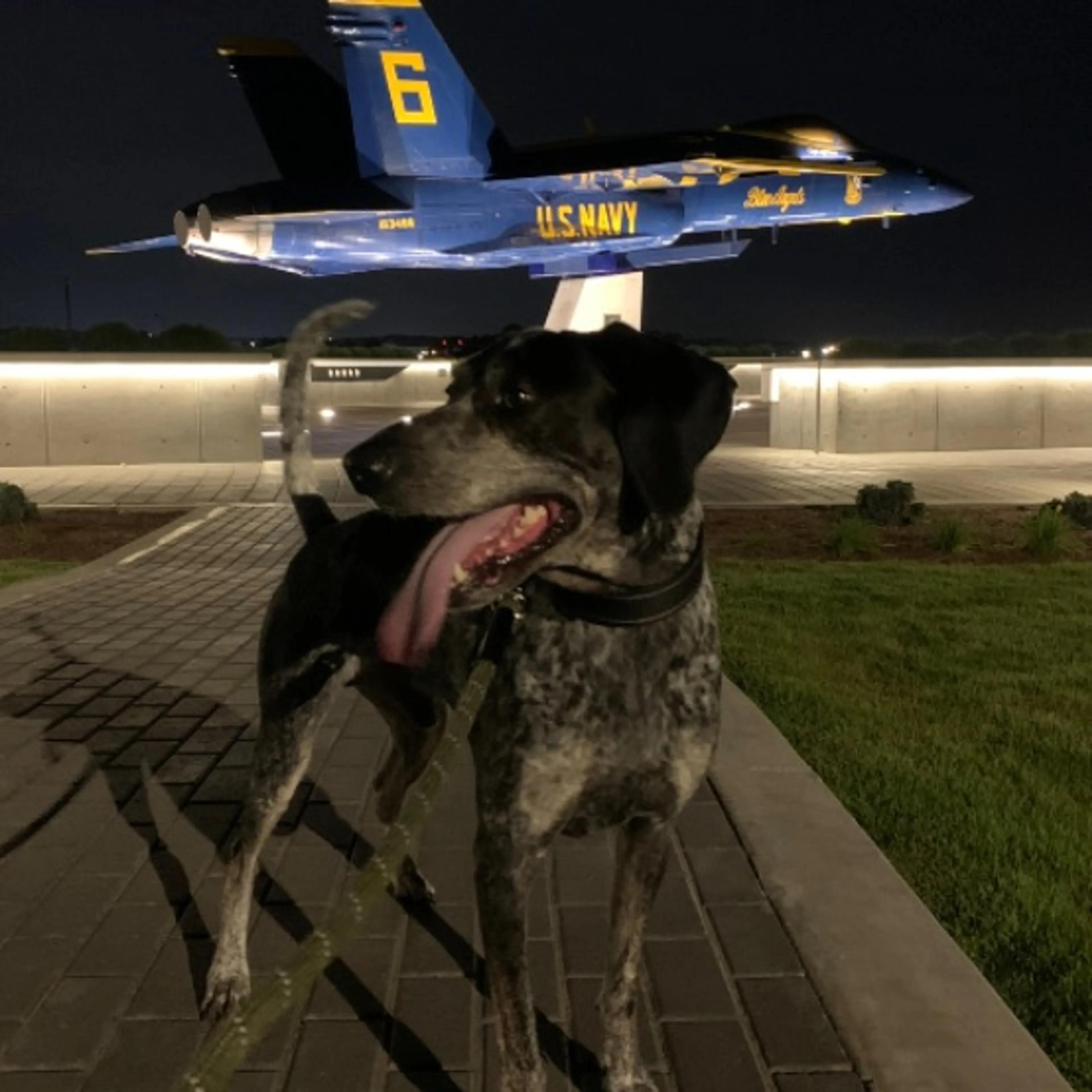Lost pet