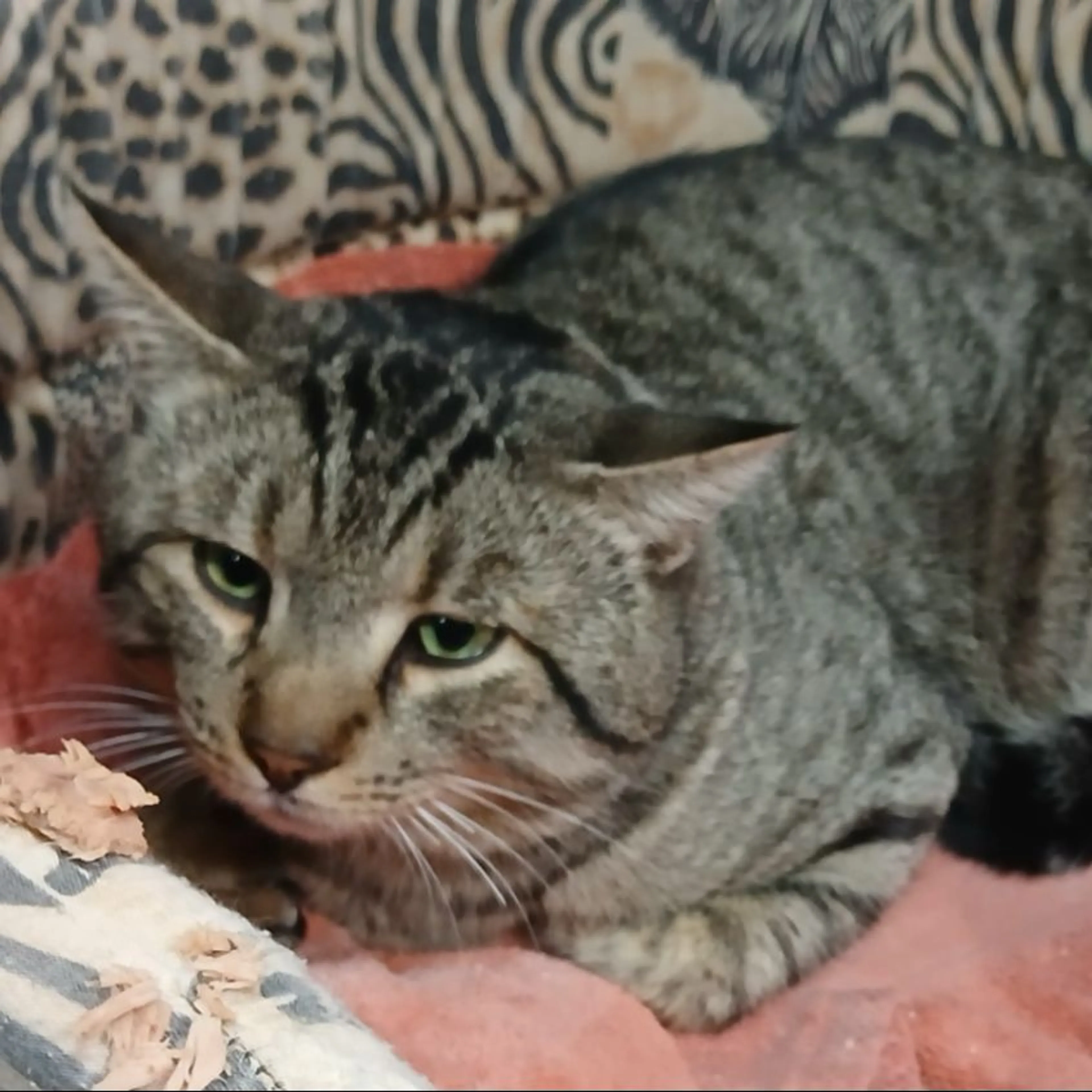 Found pet