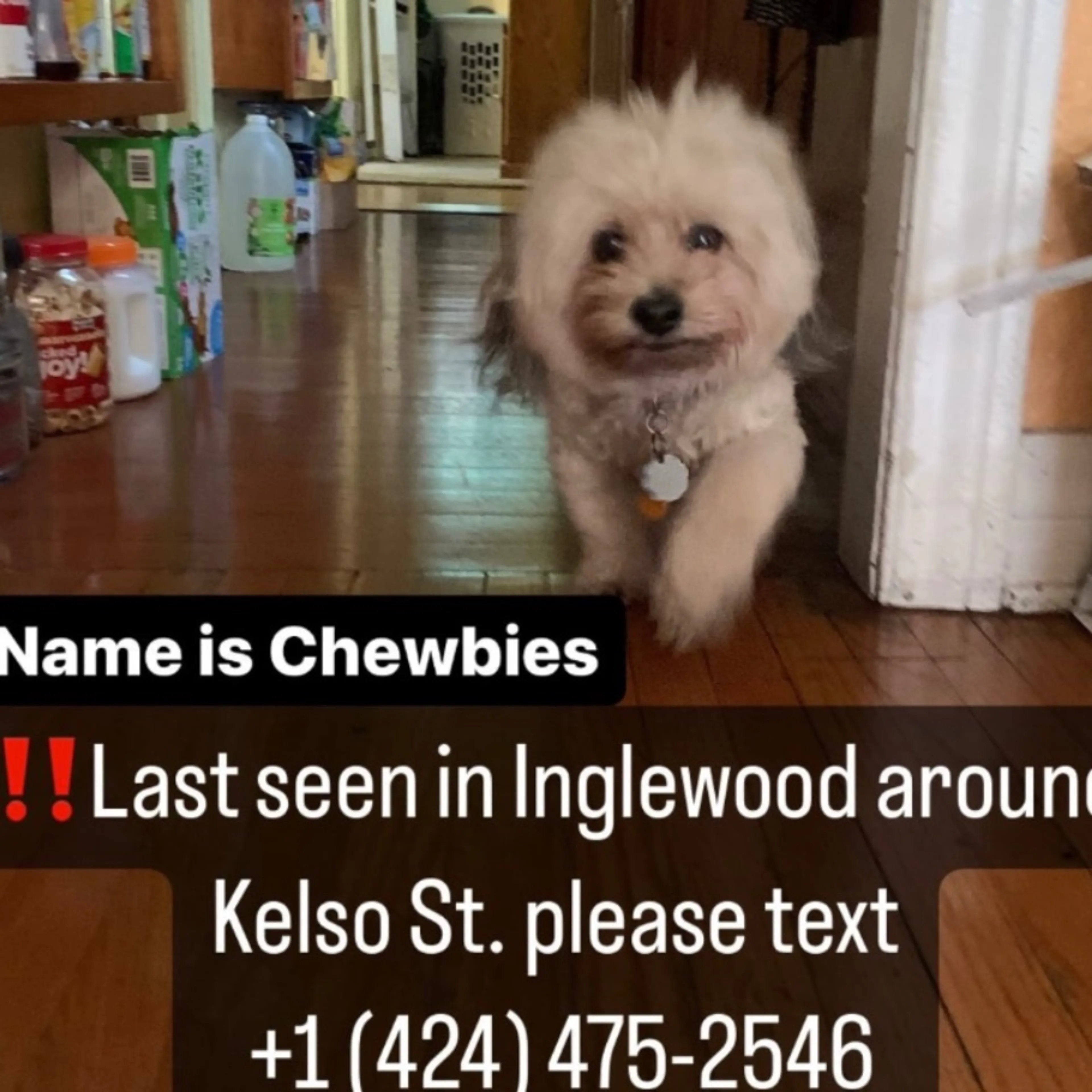 Lost pet