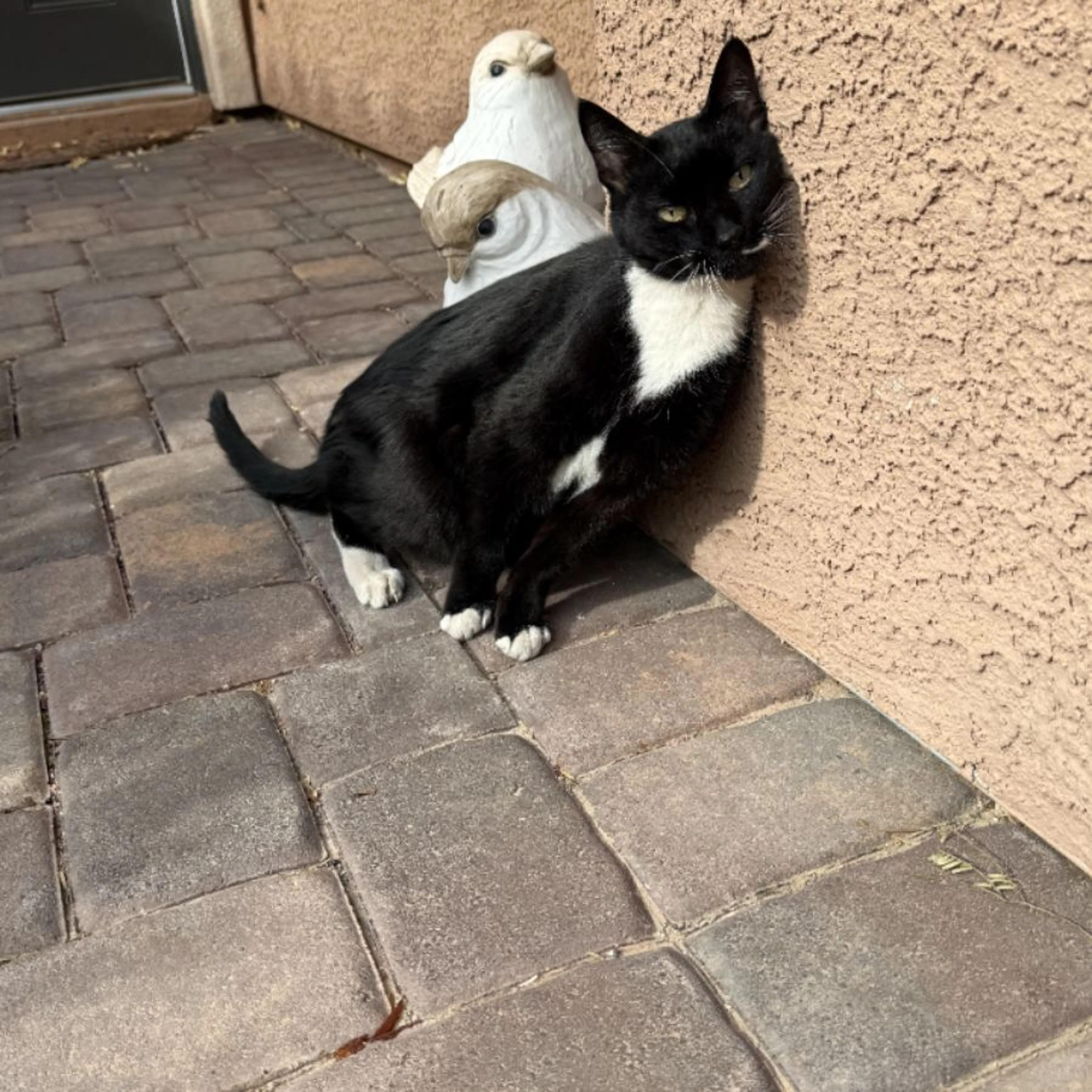 cdn image