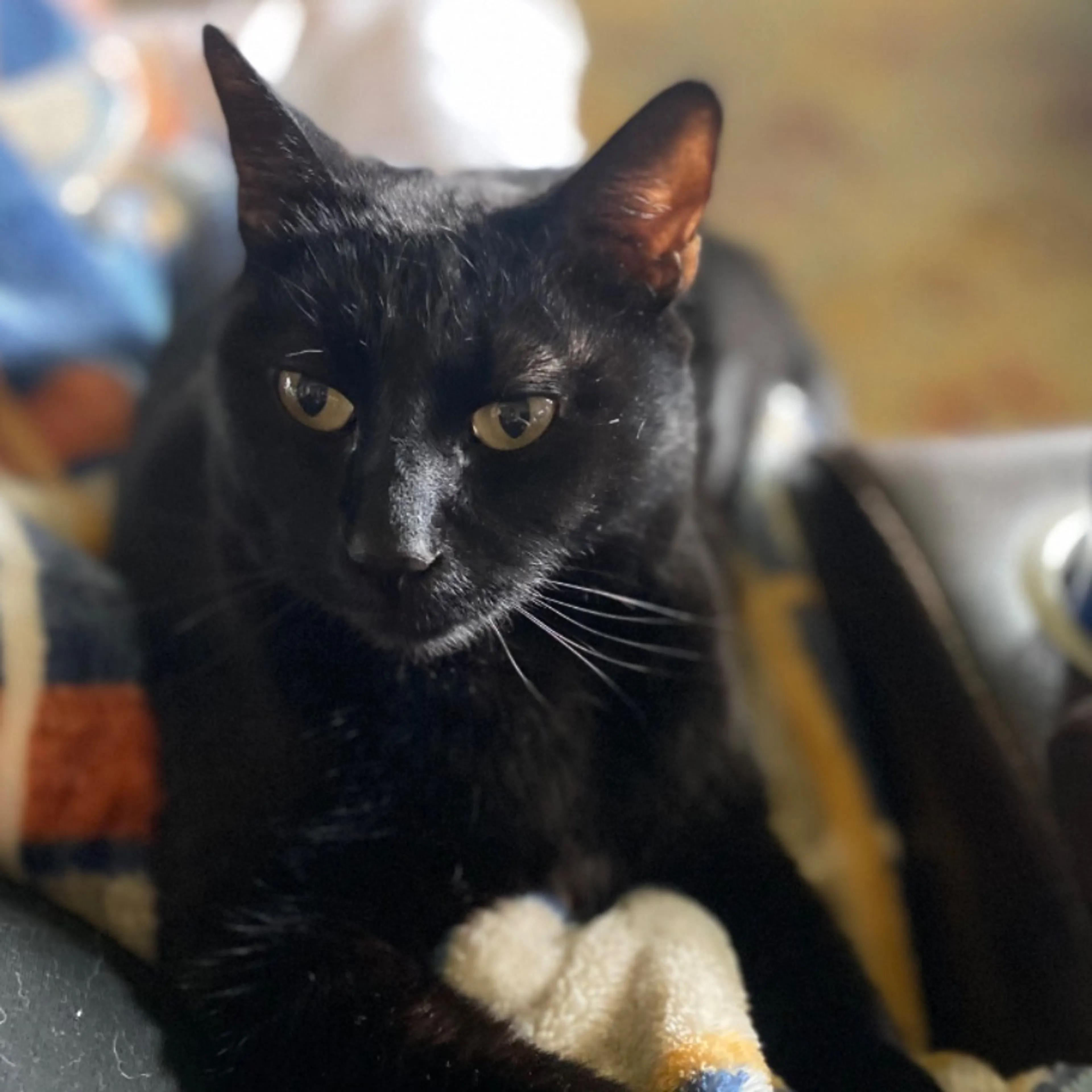 Lost pet