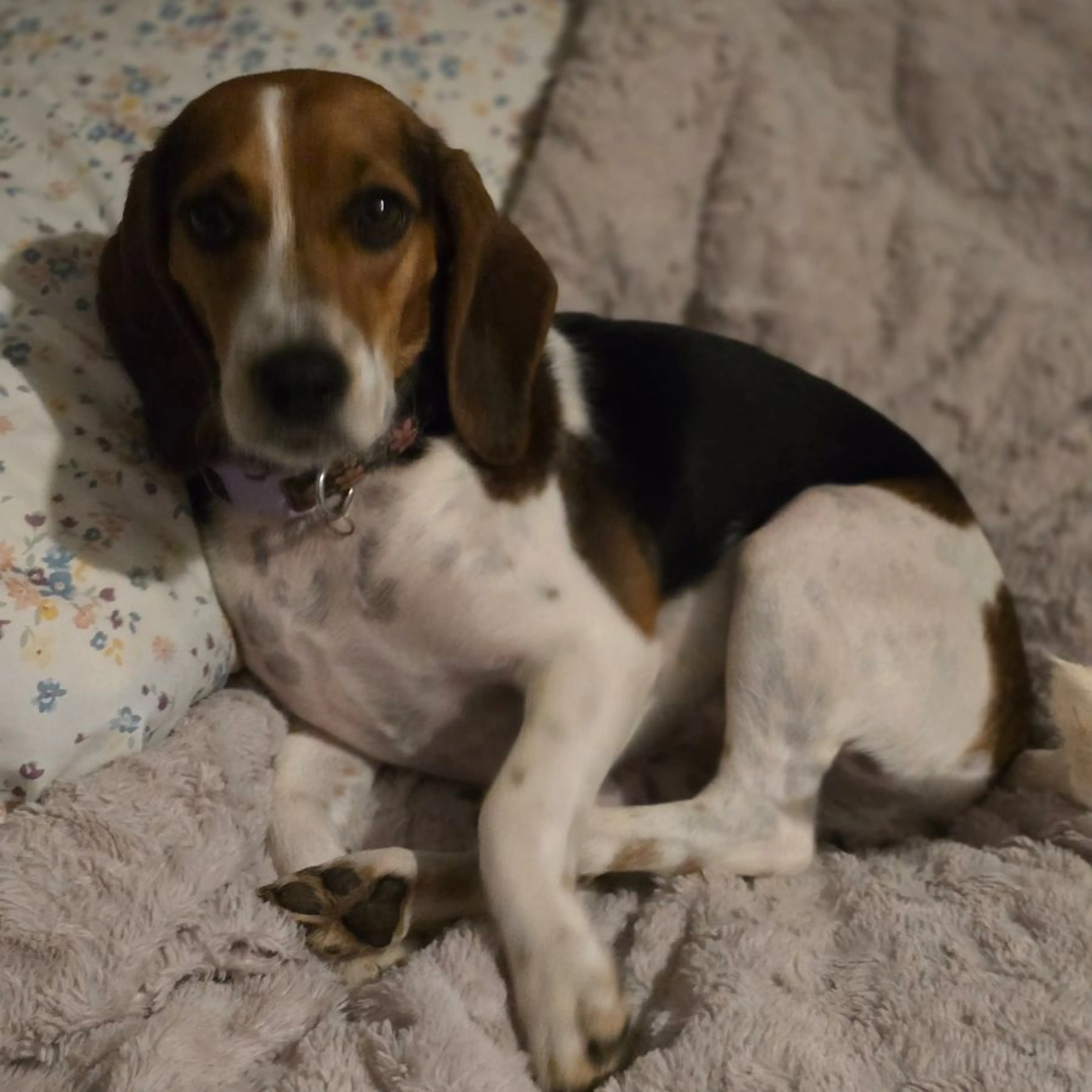 Lost pet