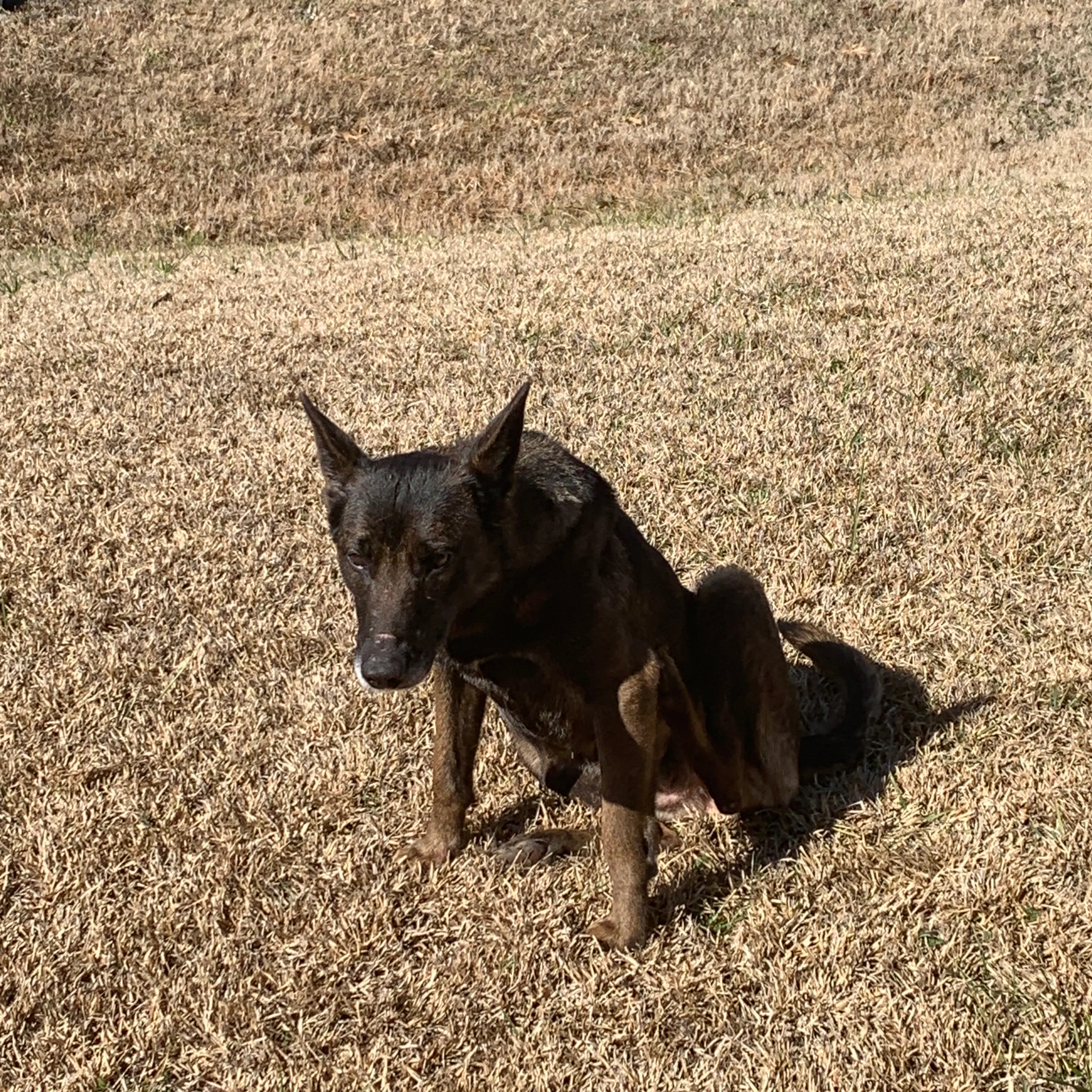 Found pet