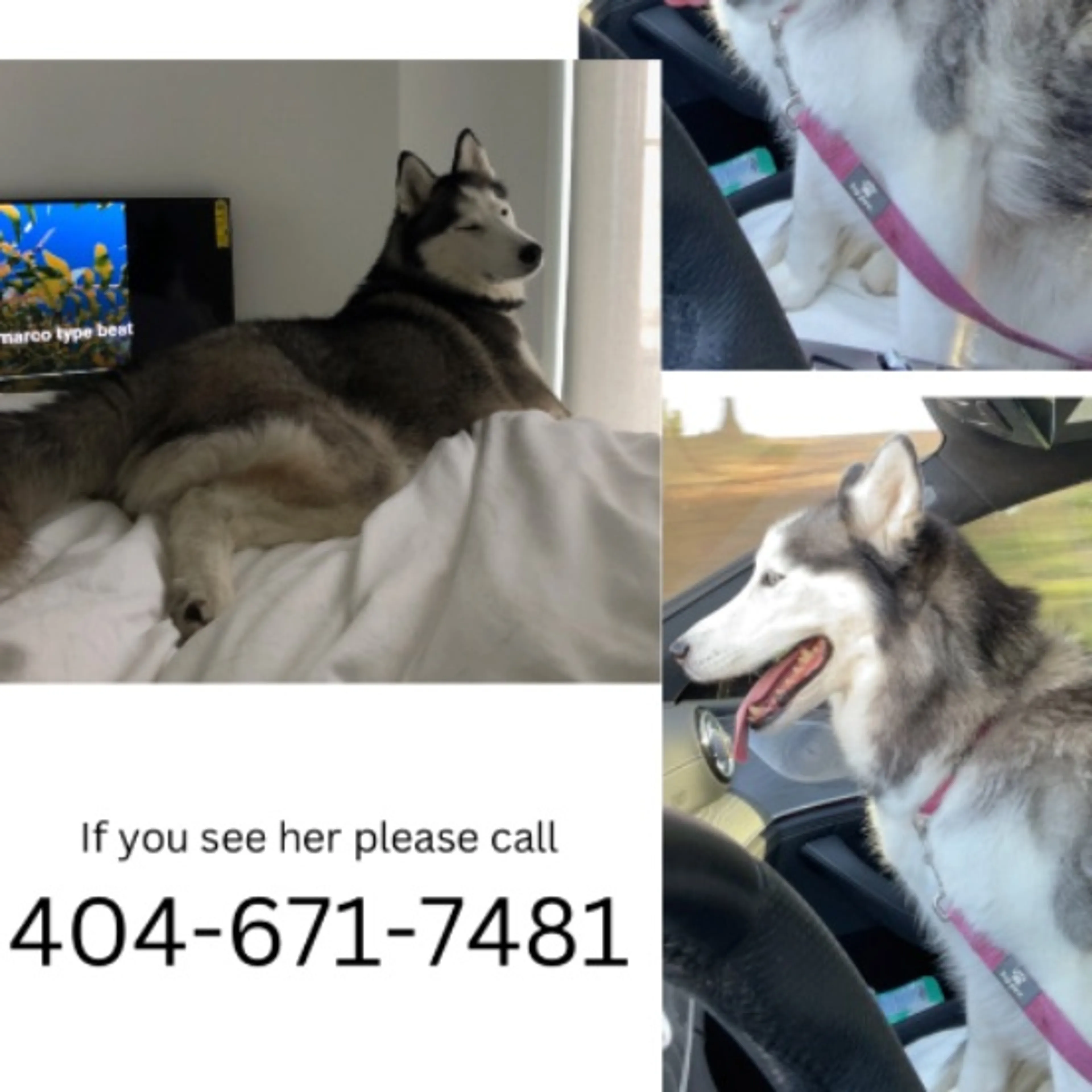 Lost pet