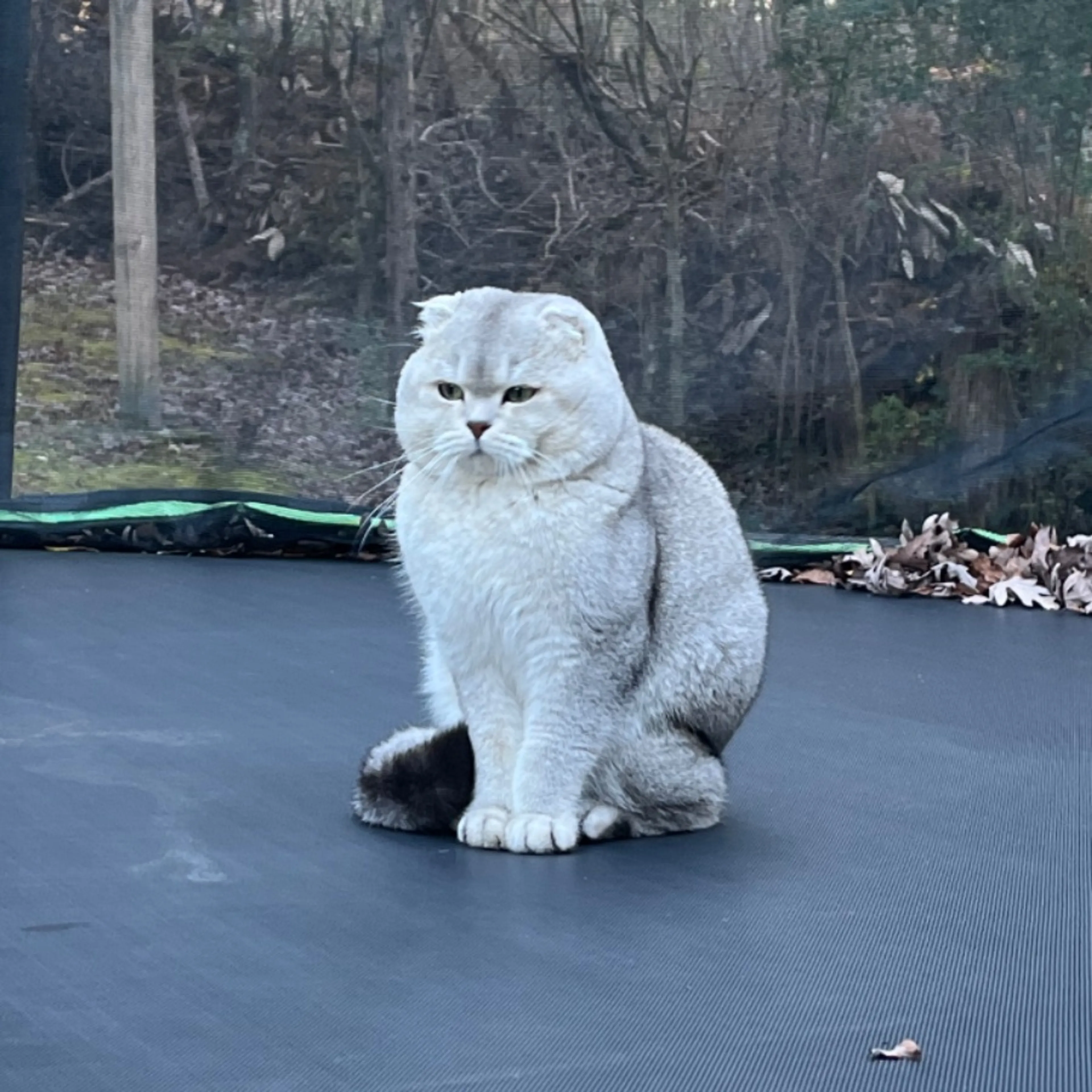Lost pet