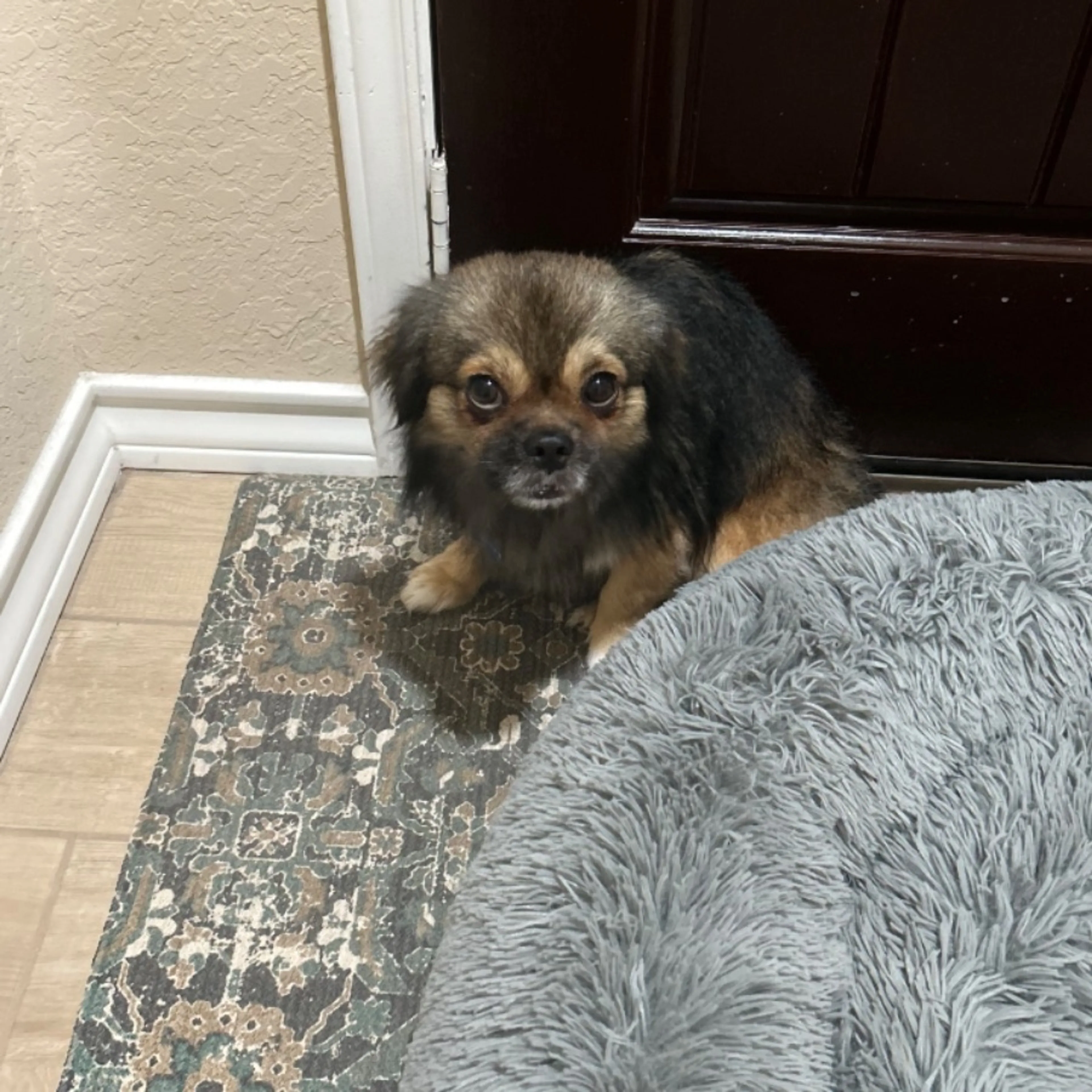 Lost pet