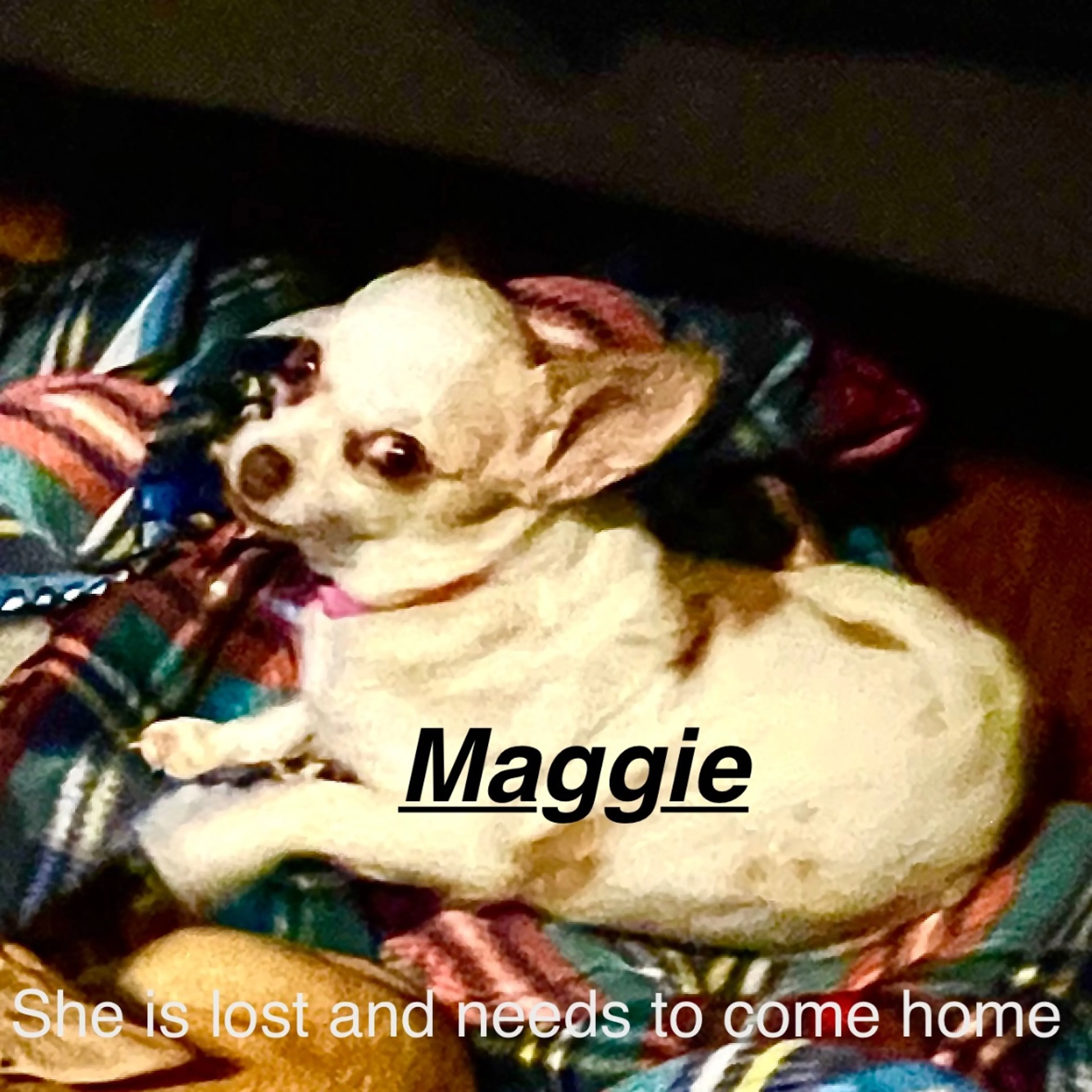 Lost pet
