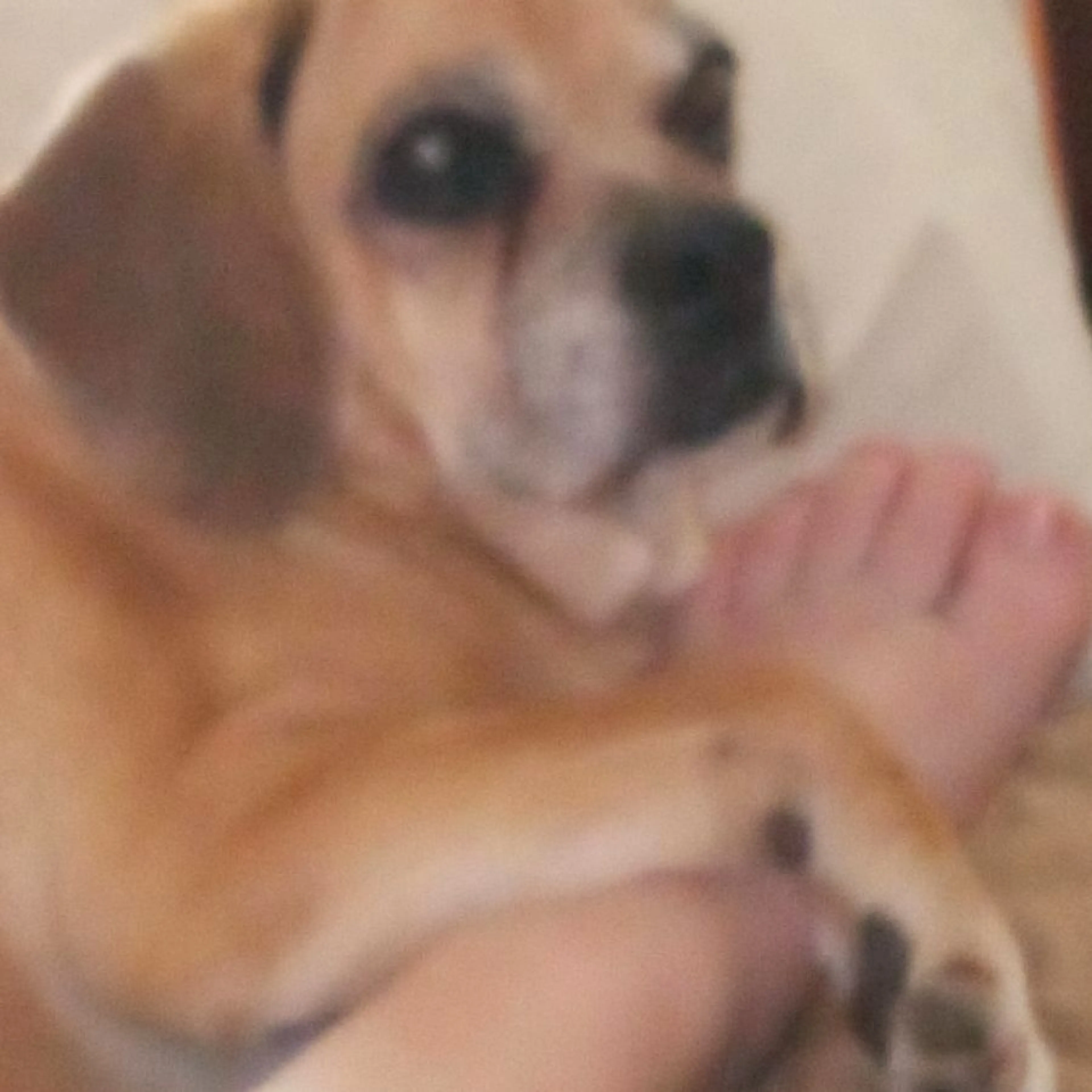 Lost pet