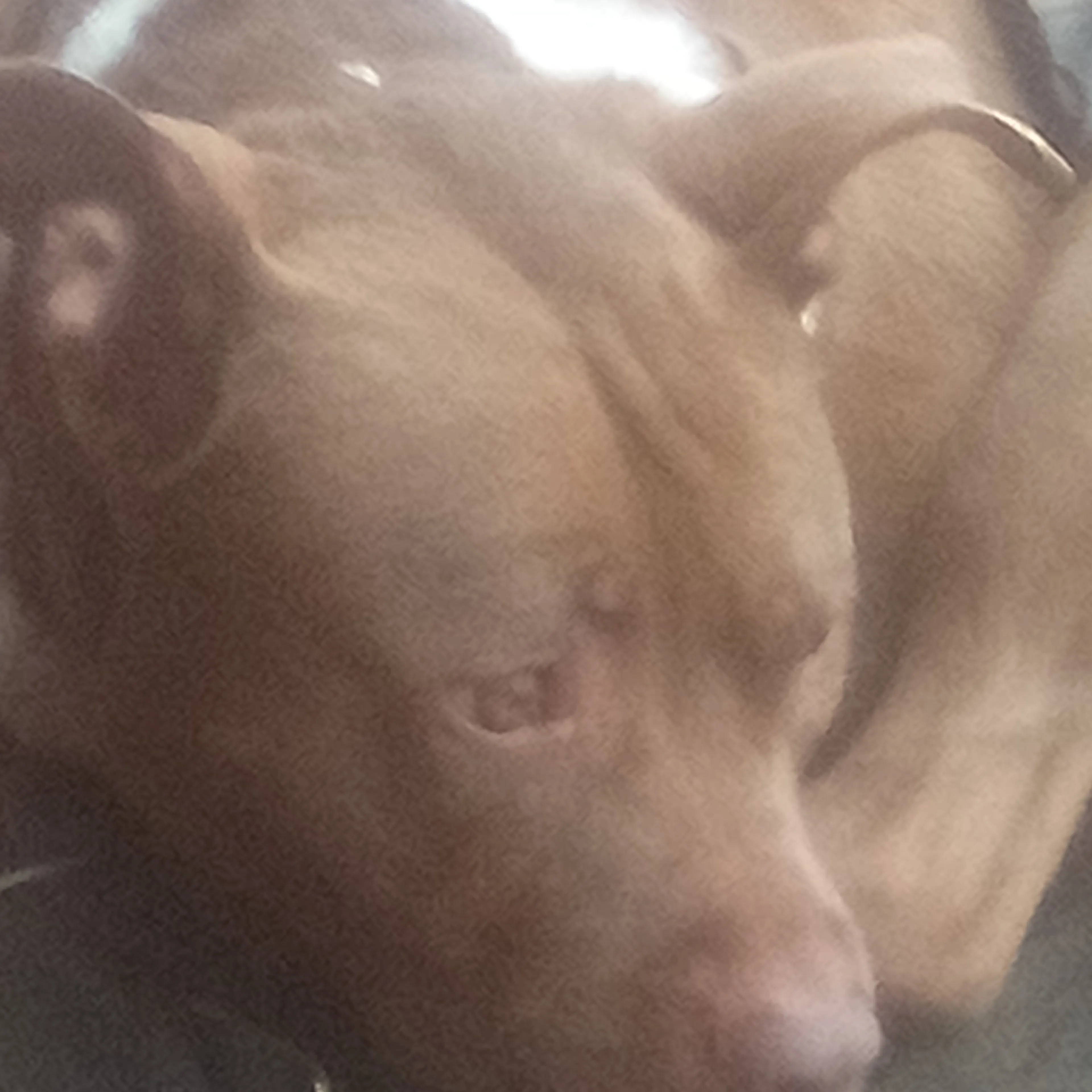 Found pet-1