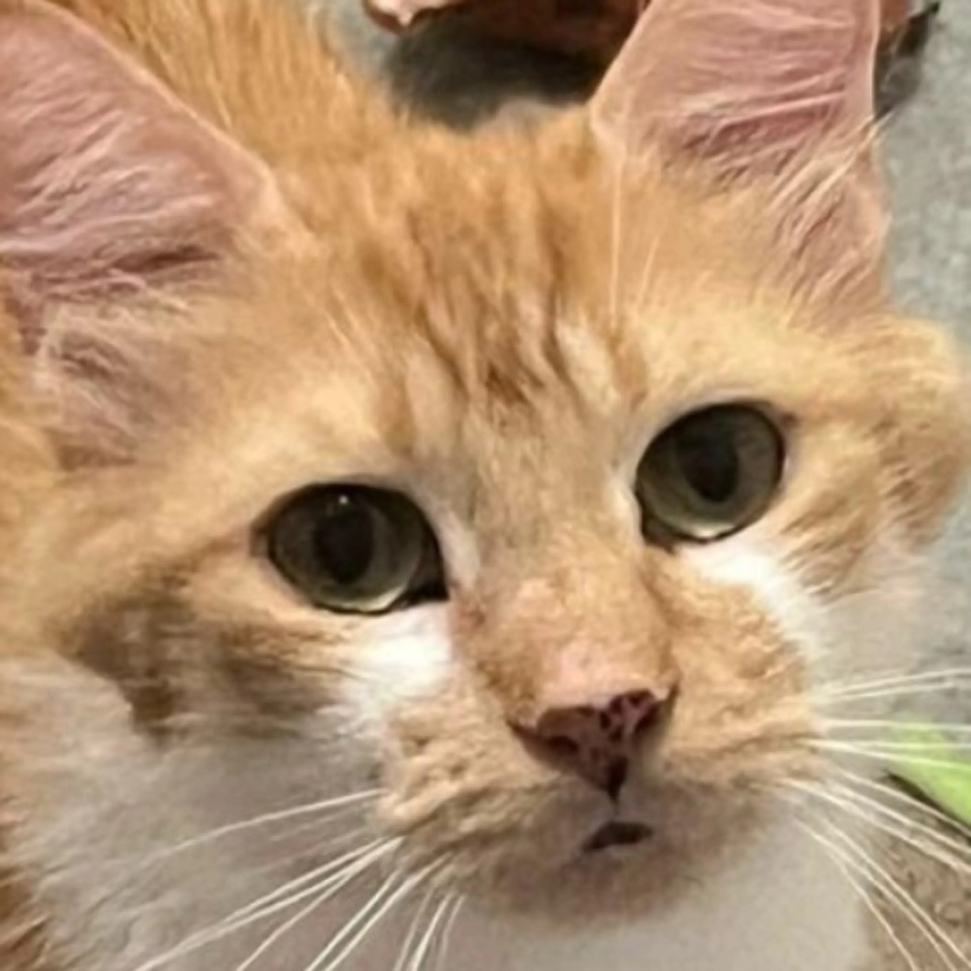 Lost pet