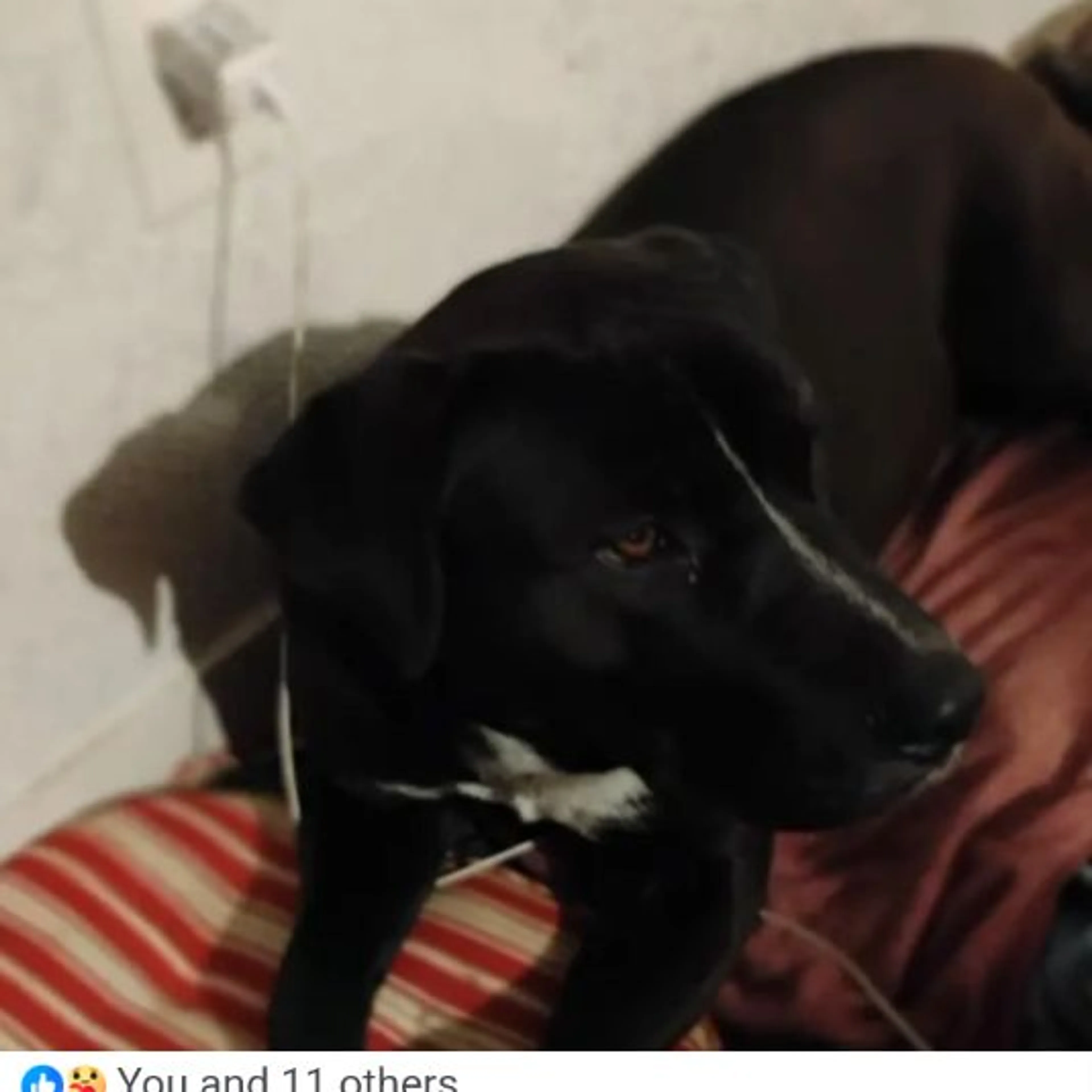 Lost pet