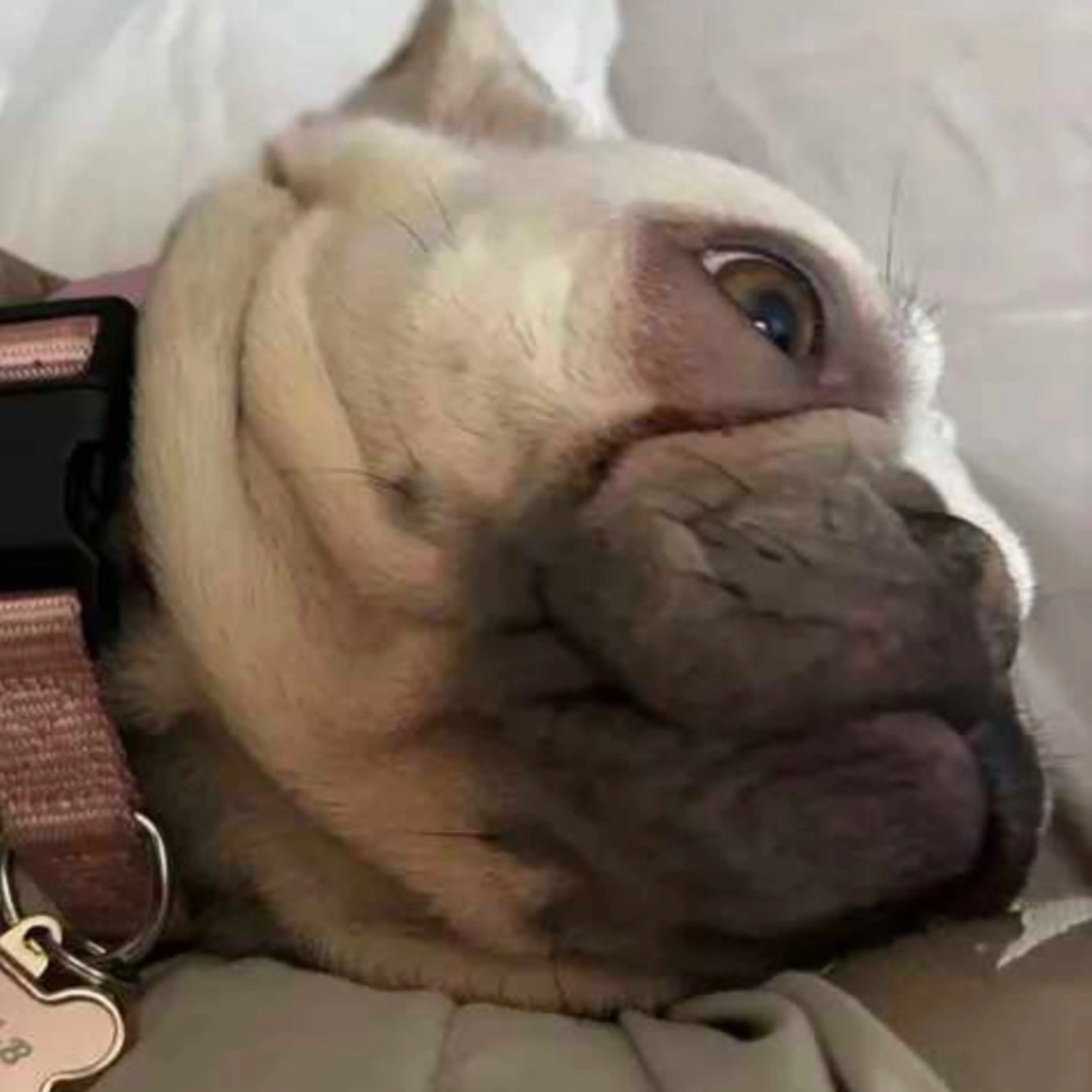 Lost pet