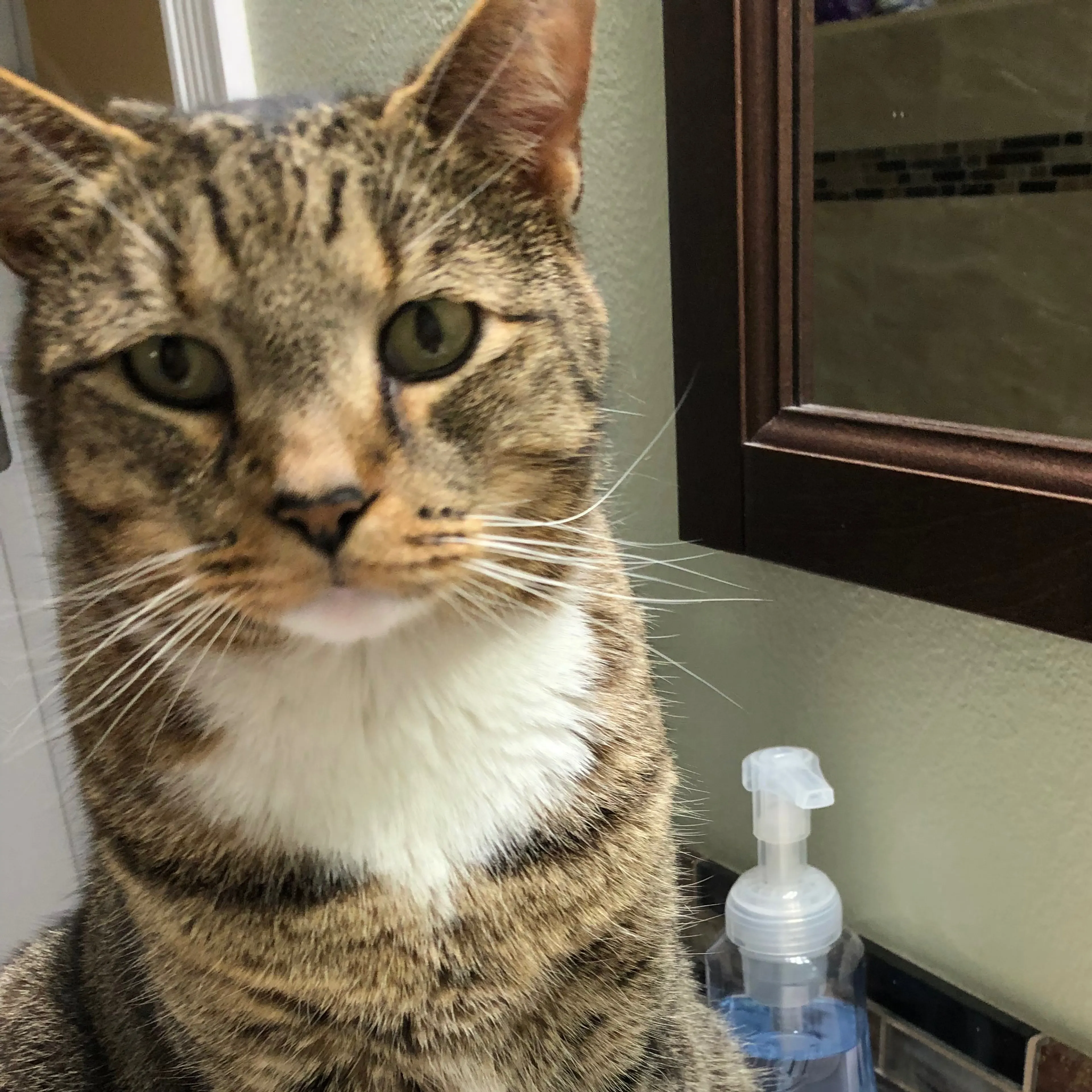 Lost pet-2