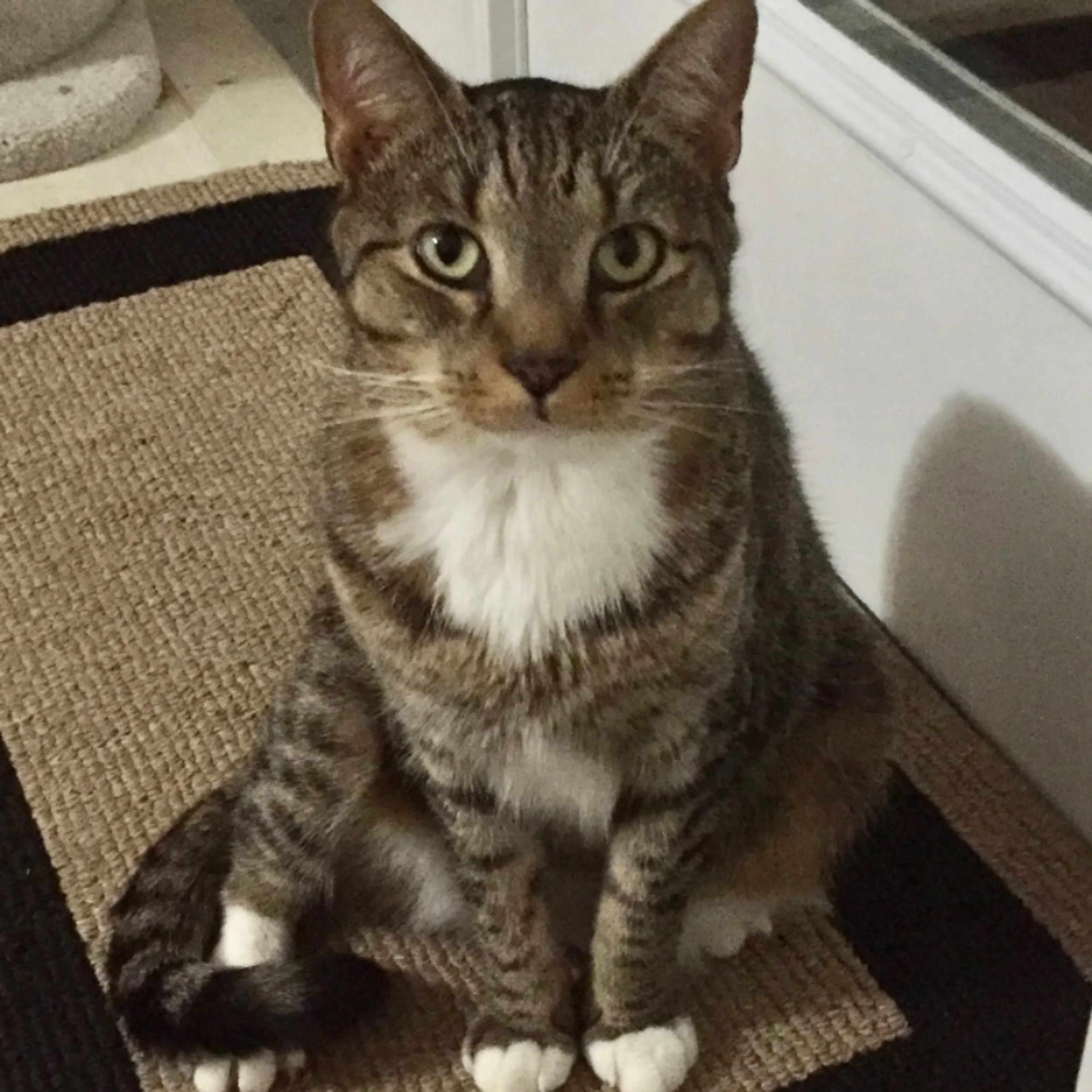 Lost pet-0