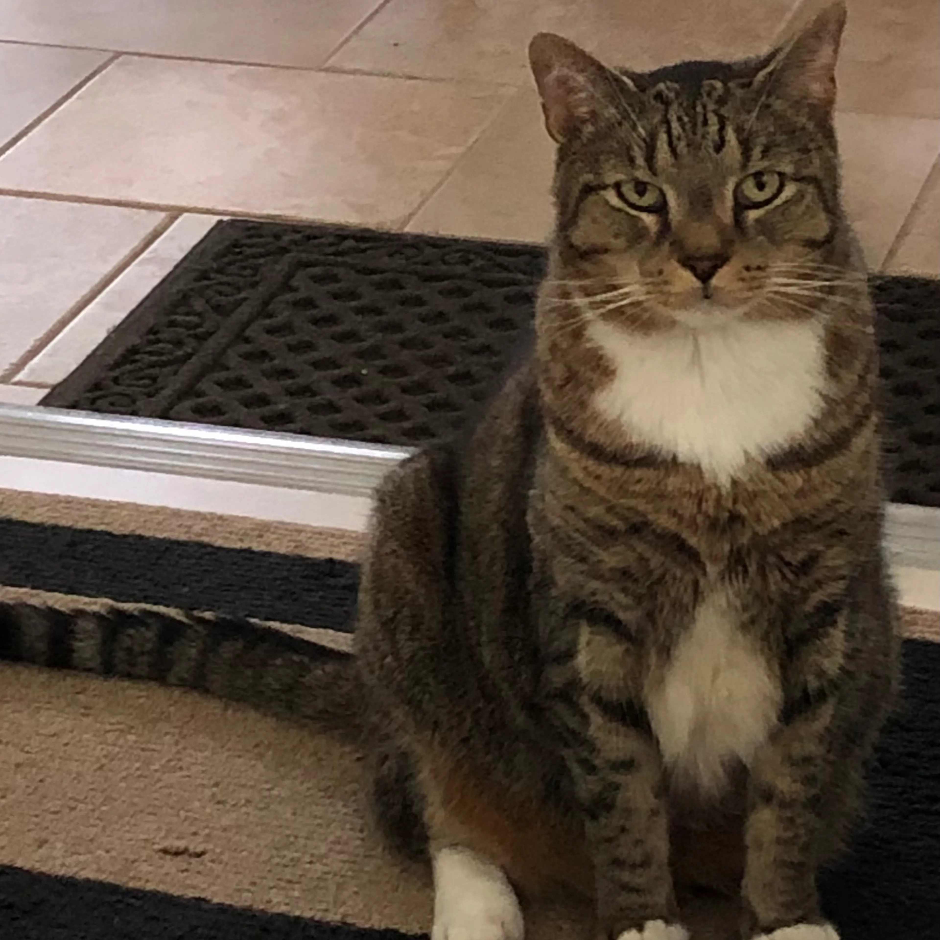 Lost pet-3