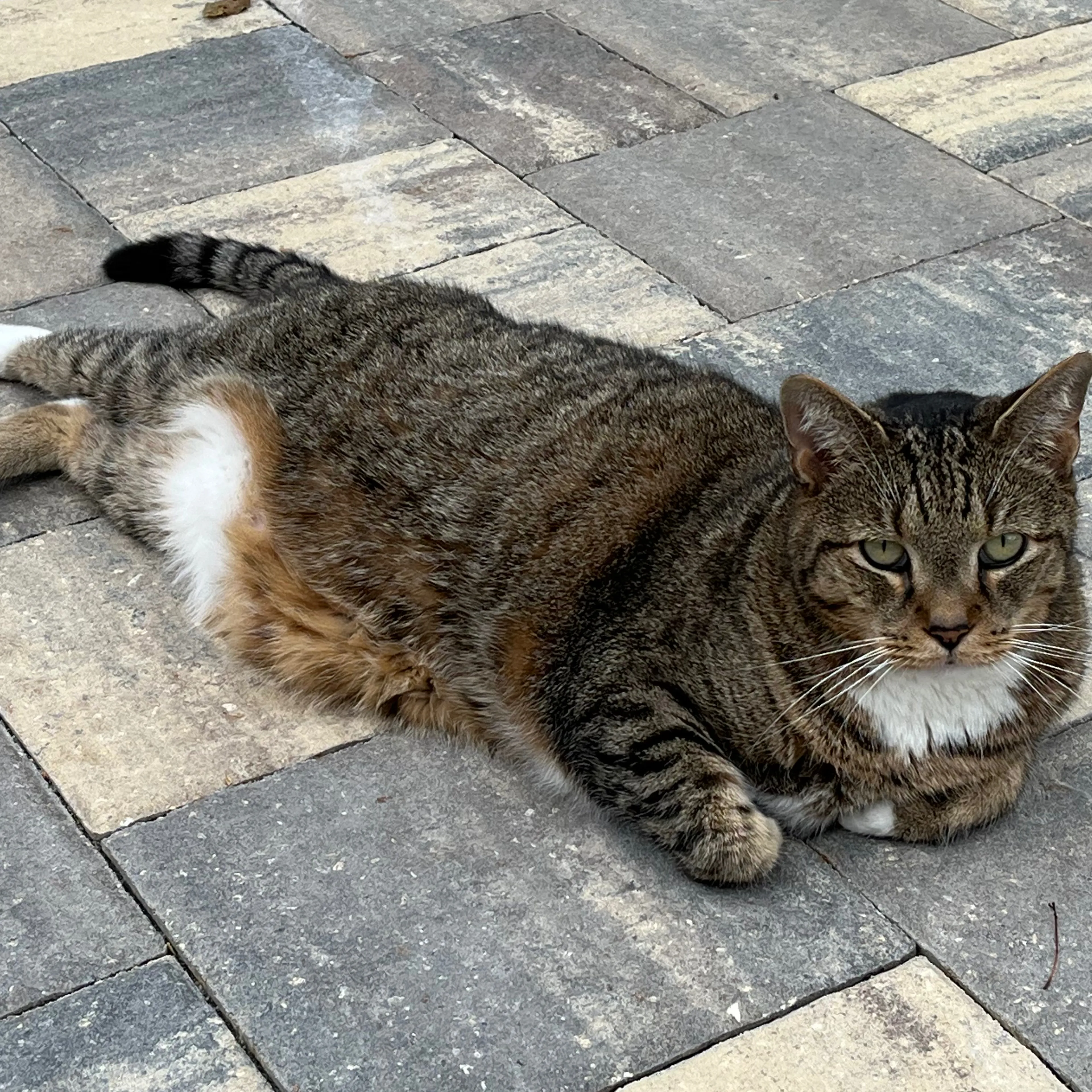 Lost pet-1