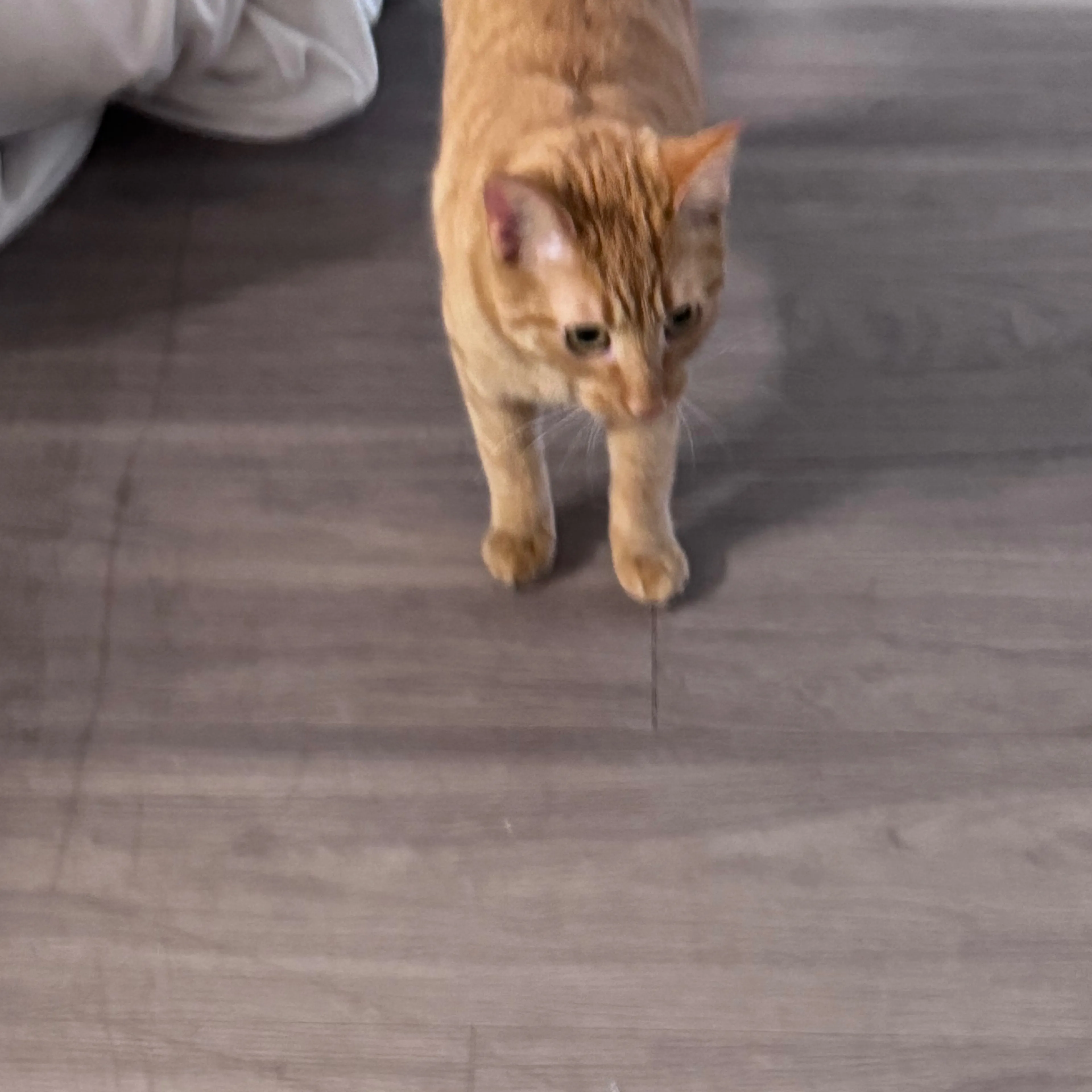 Found pet-1