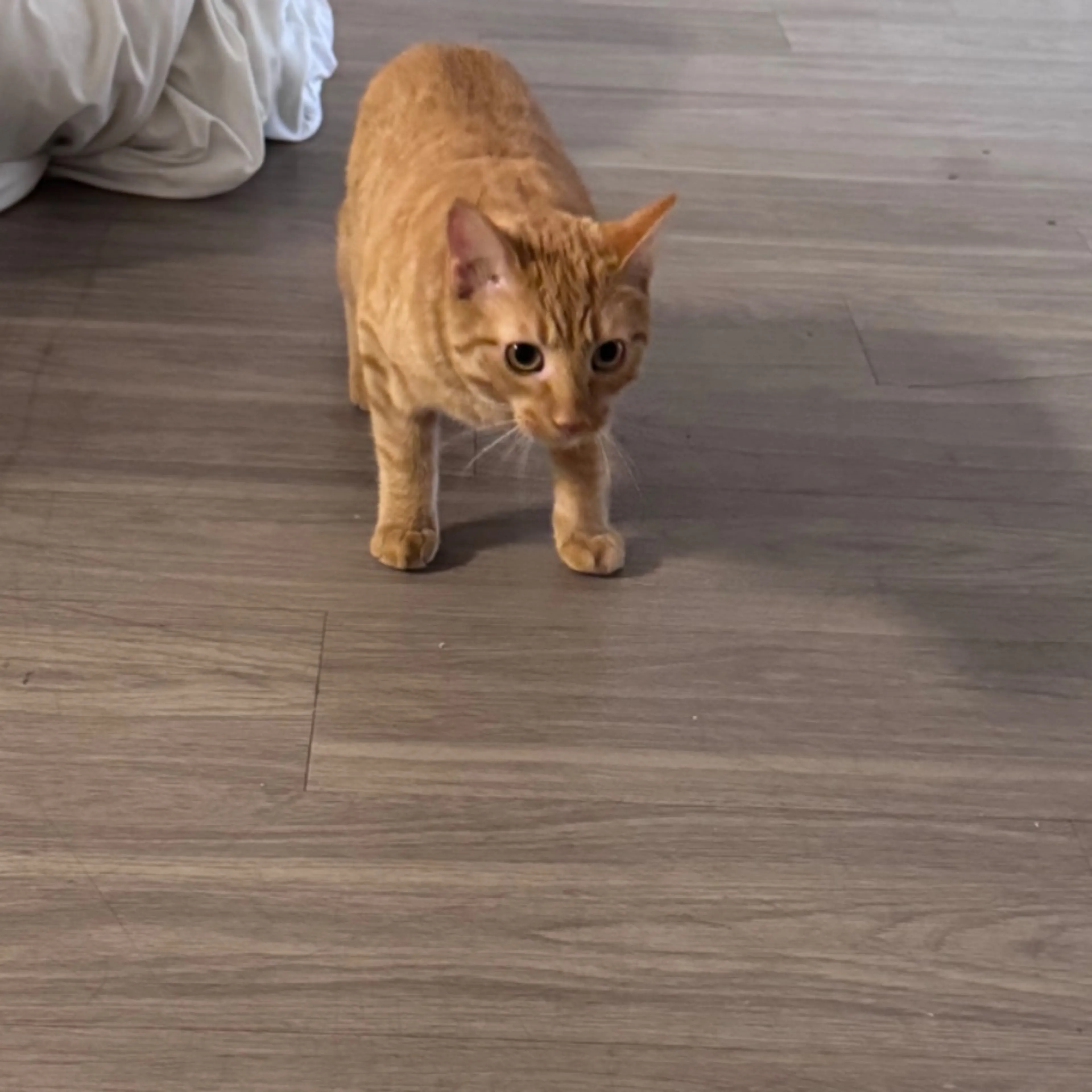Found pet-0