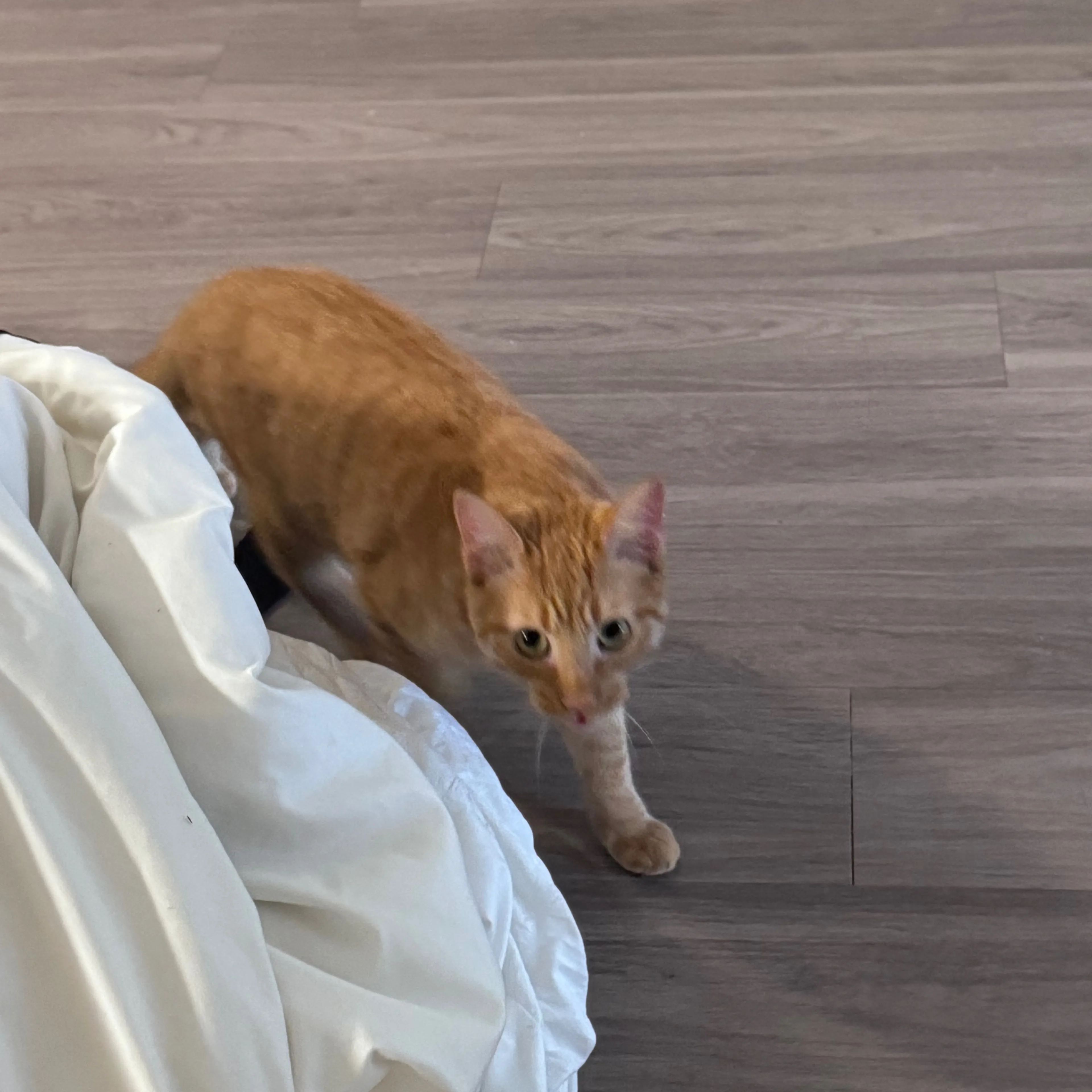 Found pet-2
