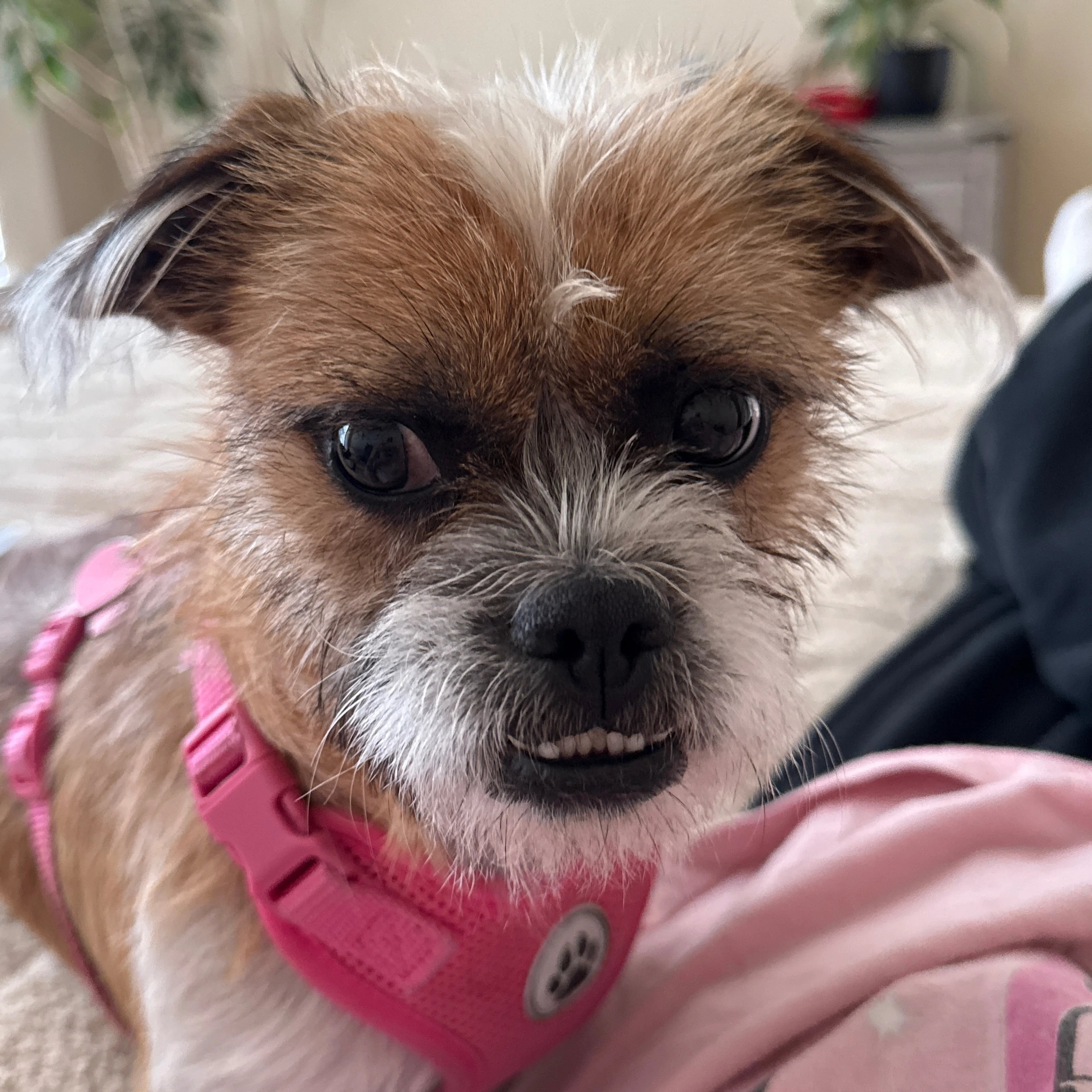 Found pet-1