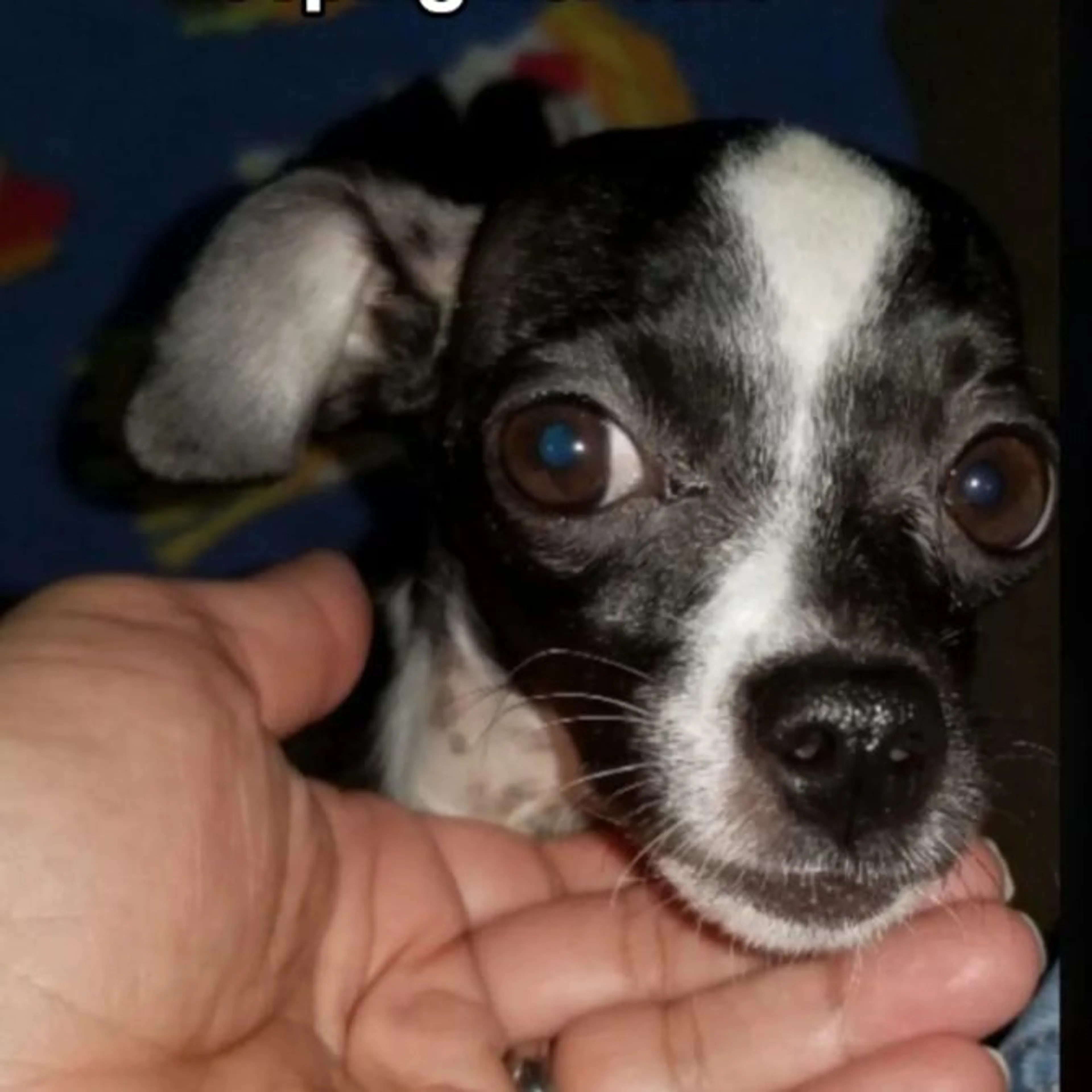 Lost pet