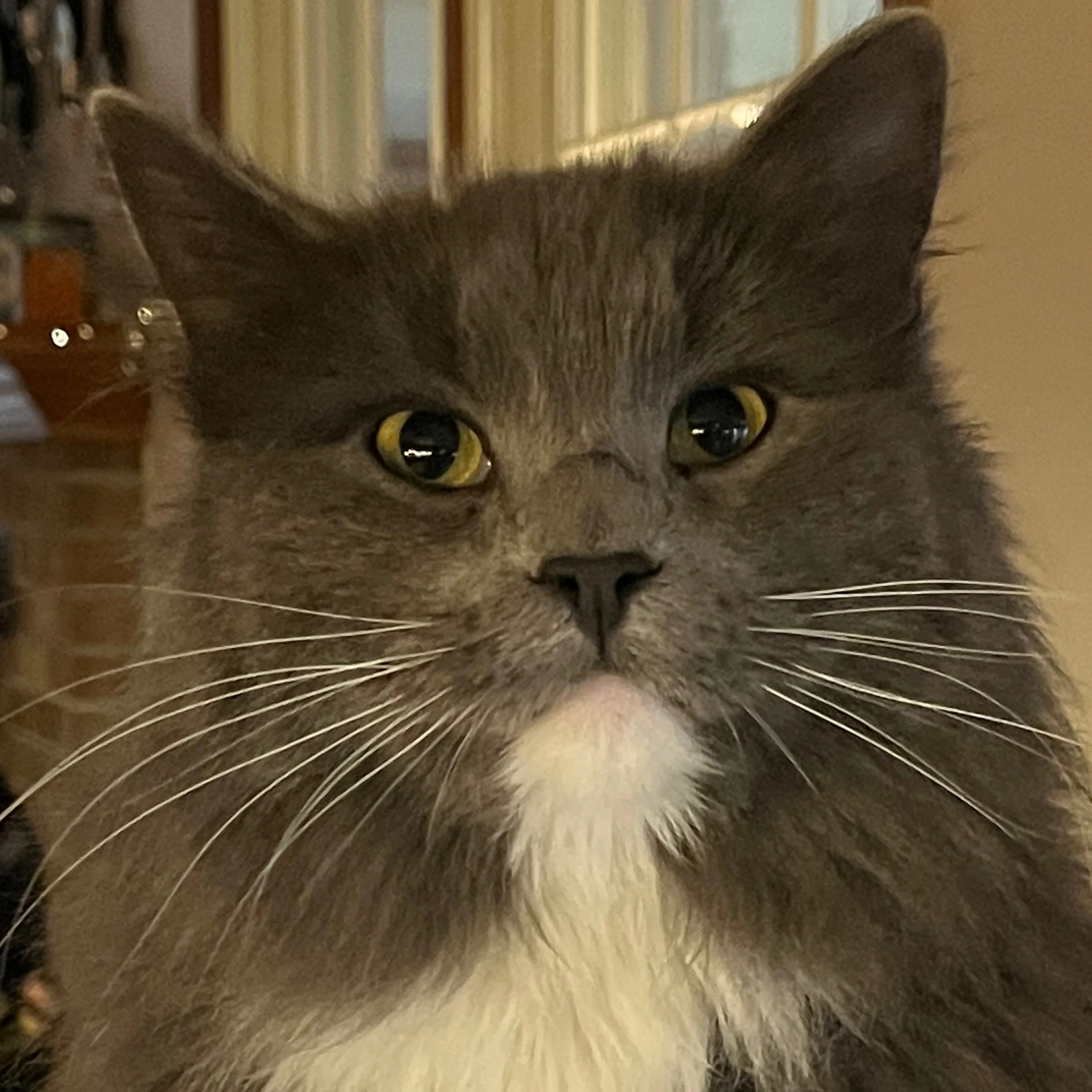 Lost pet-2