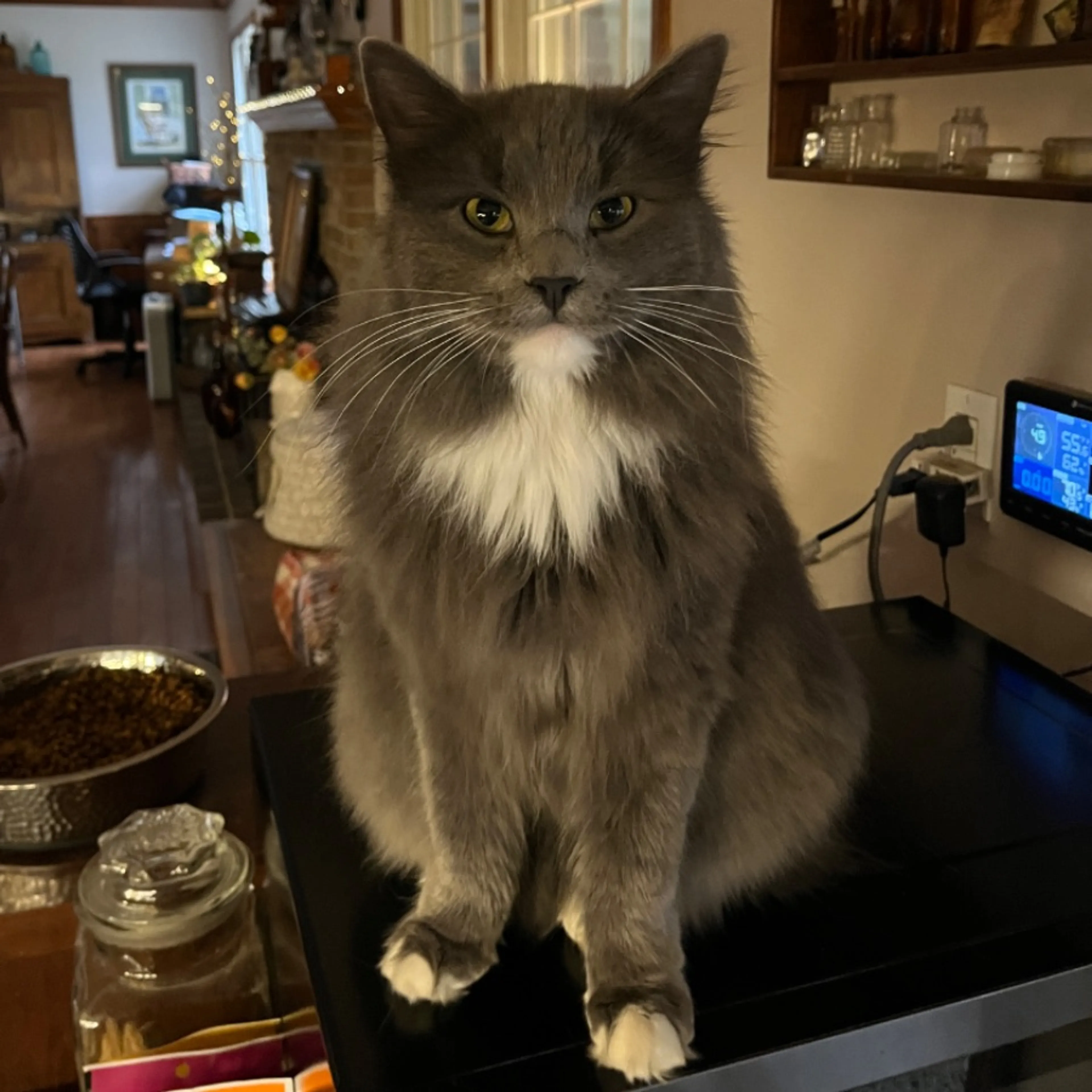 Lost pet-0