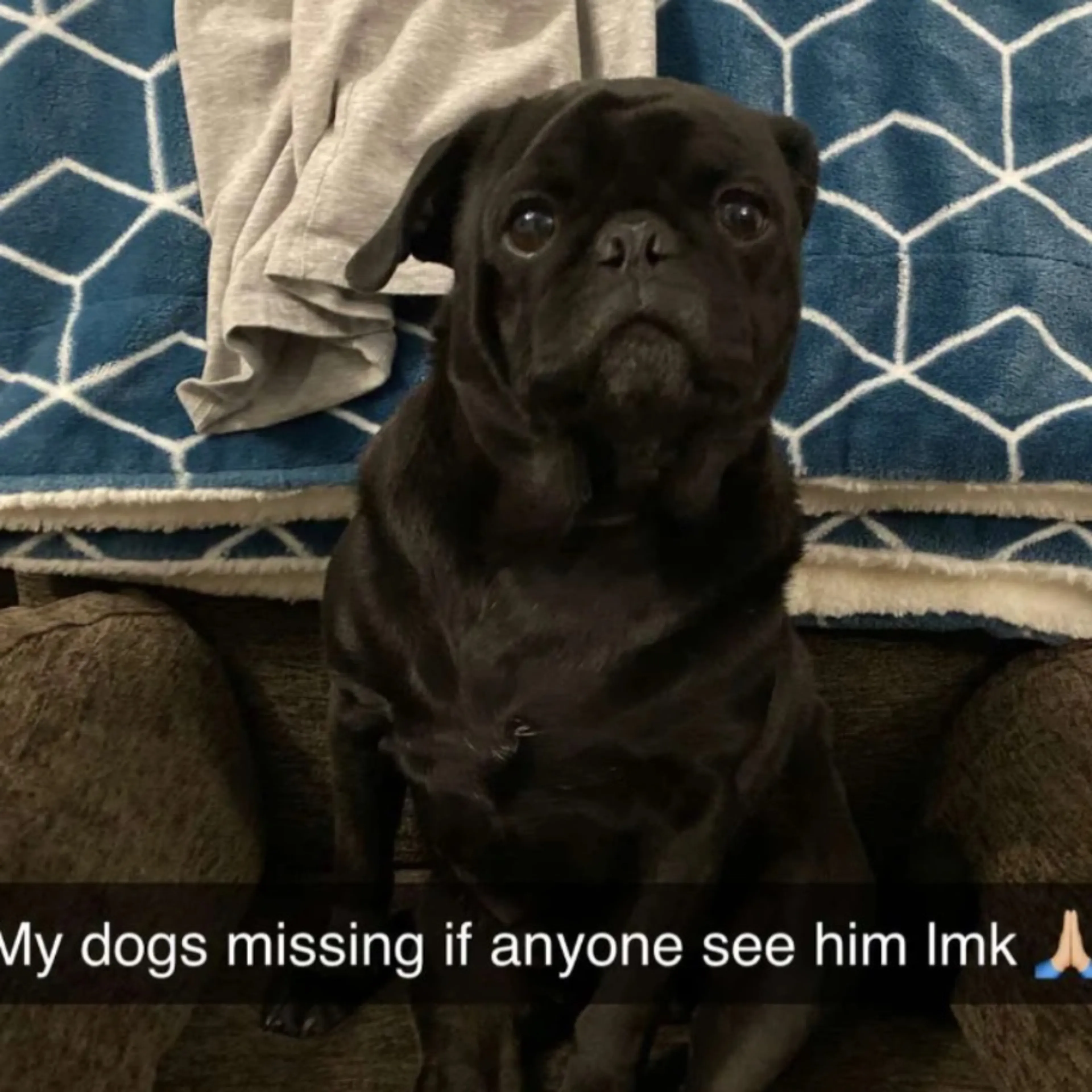 Lost pet