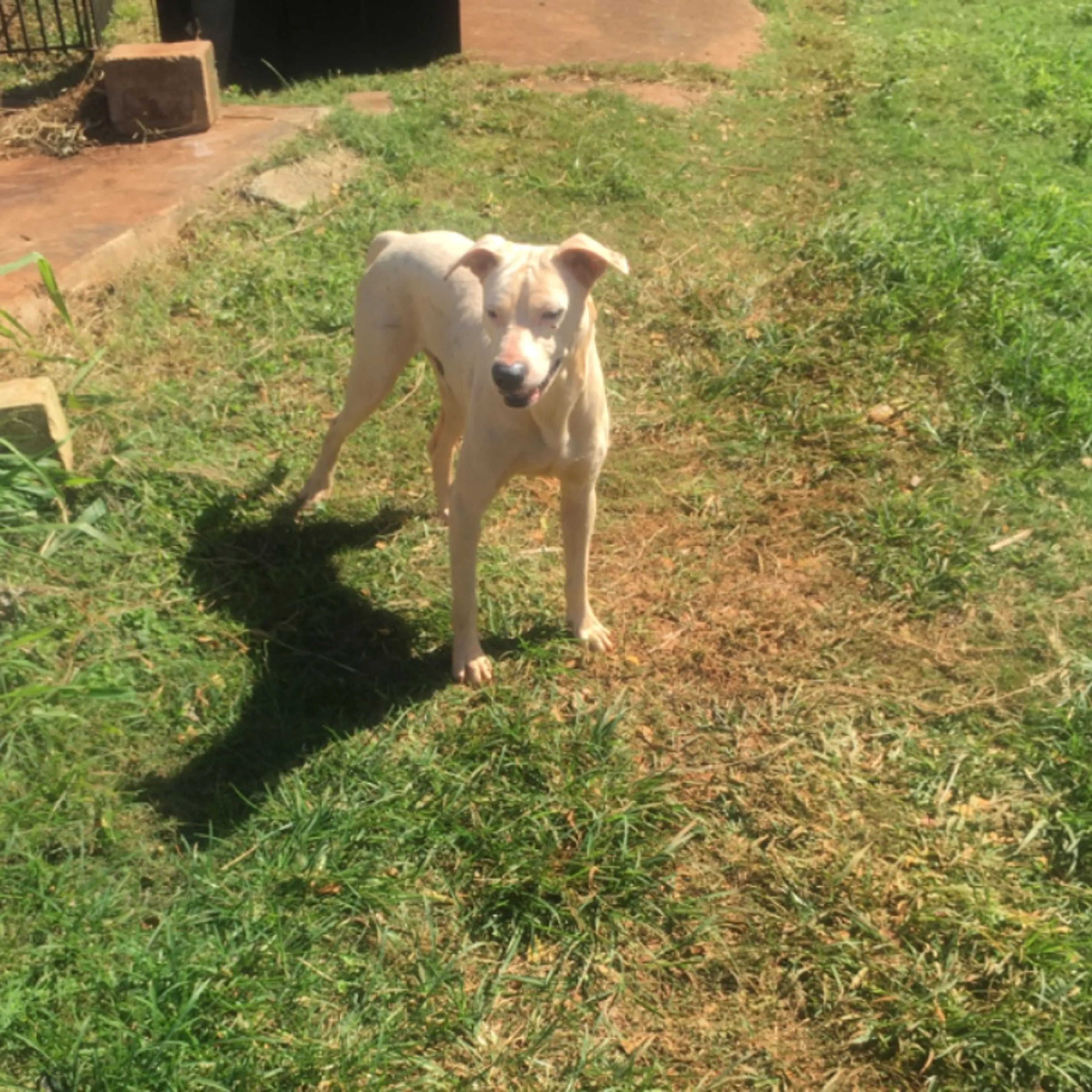 Found pet
