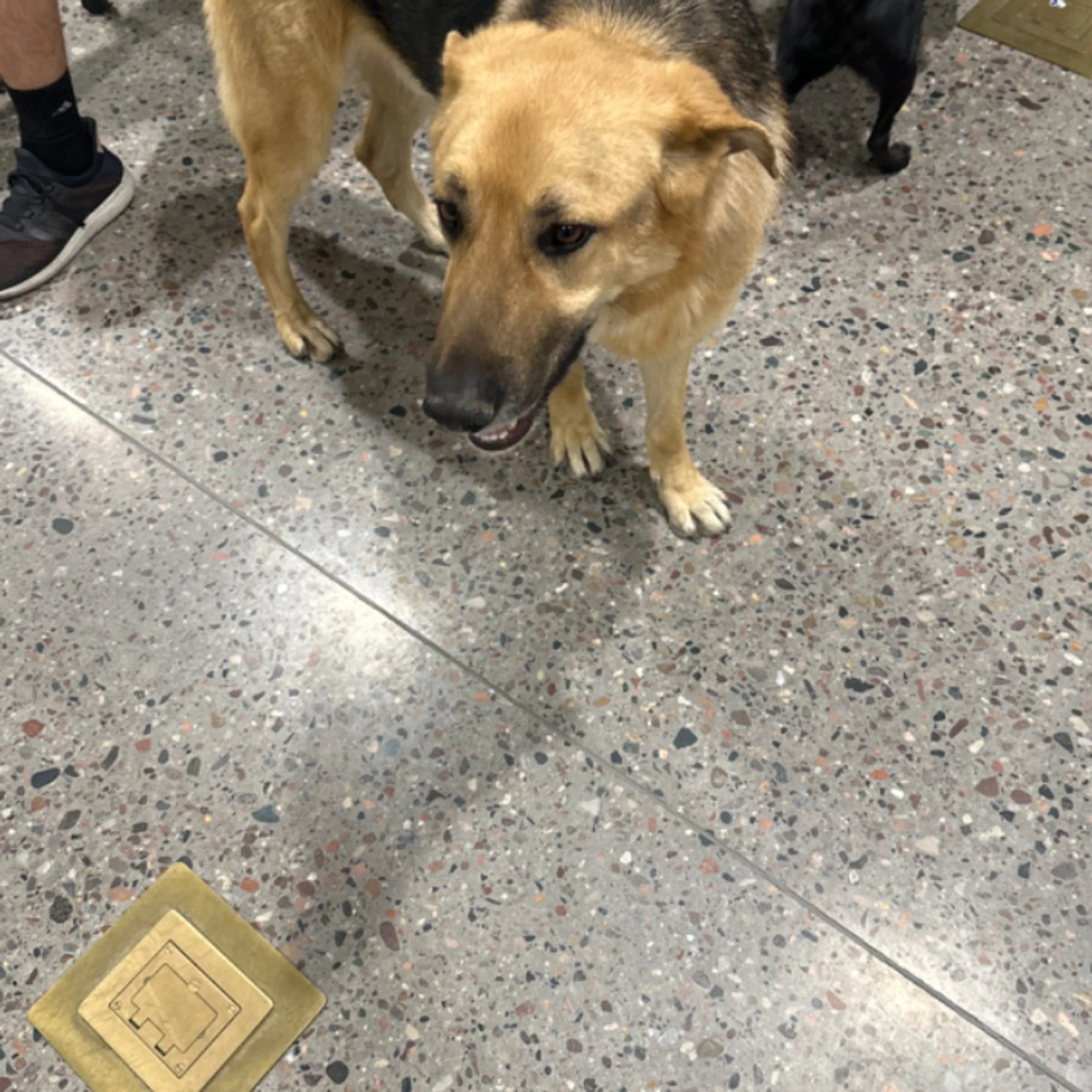 Found pet