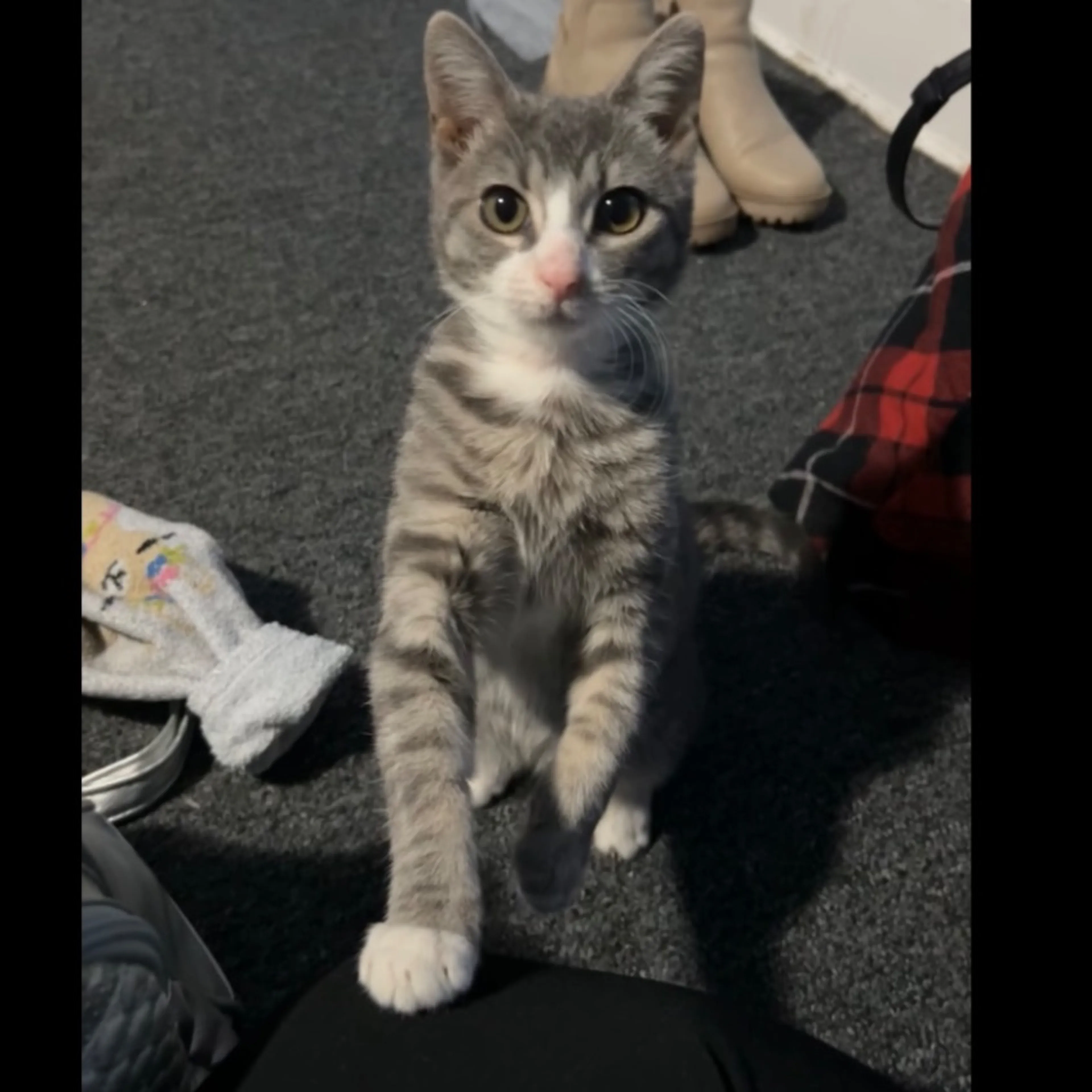 Lost pet-0