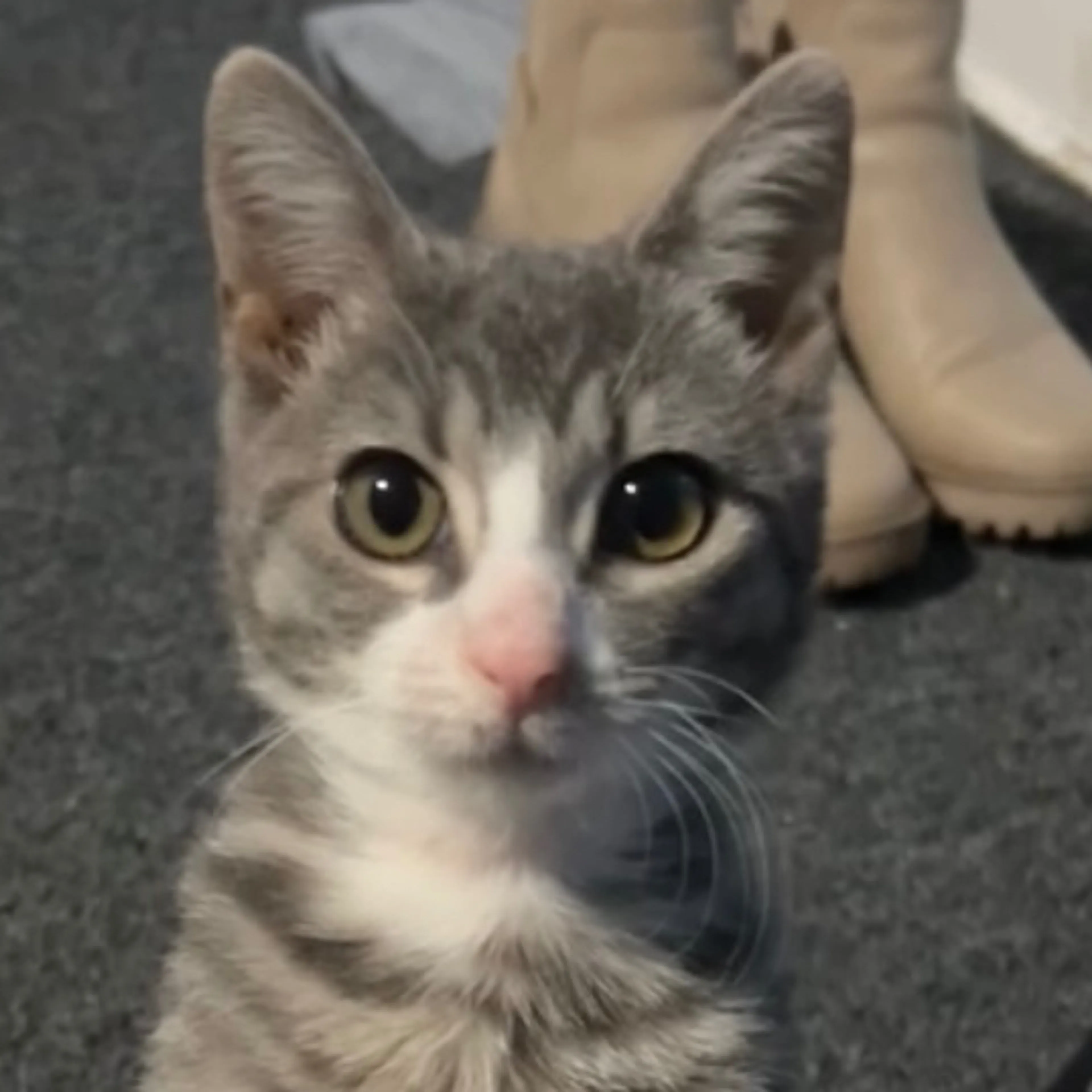 Lost pet-2