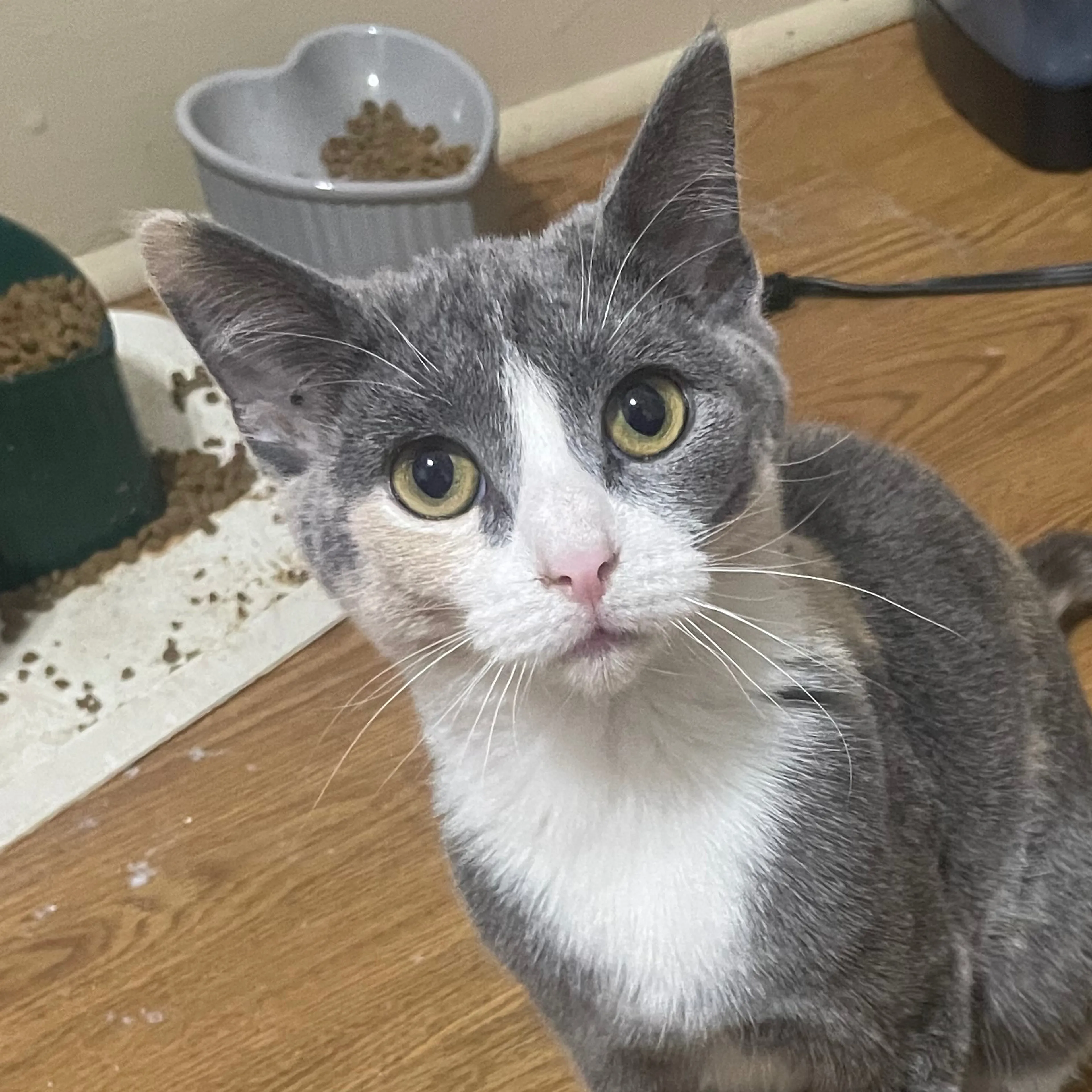 Lost pet-2