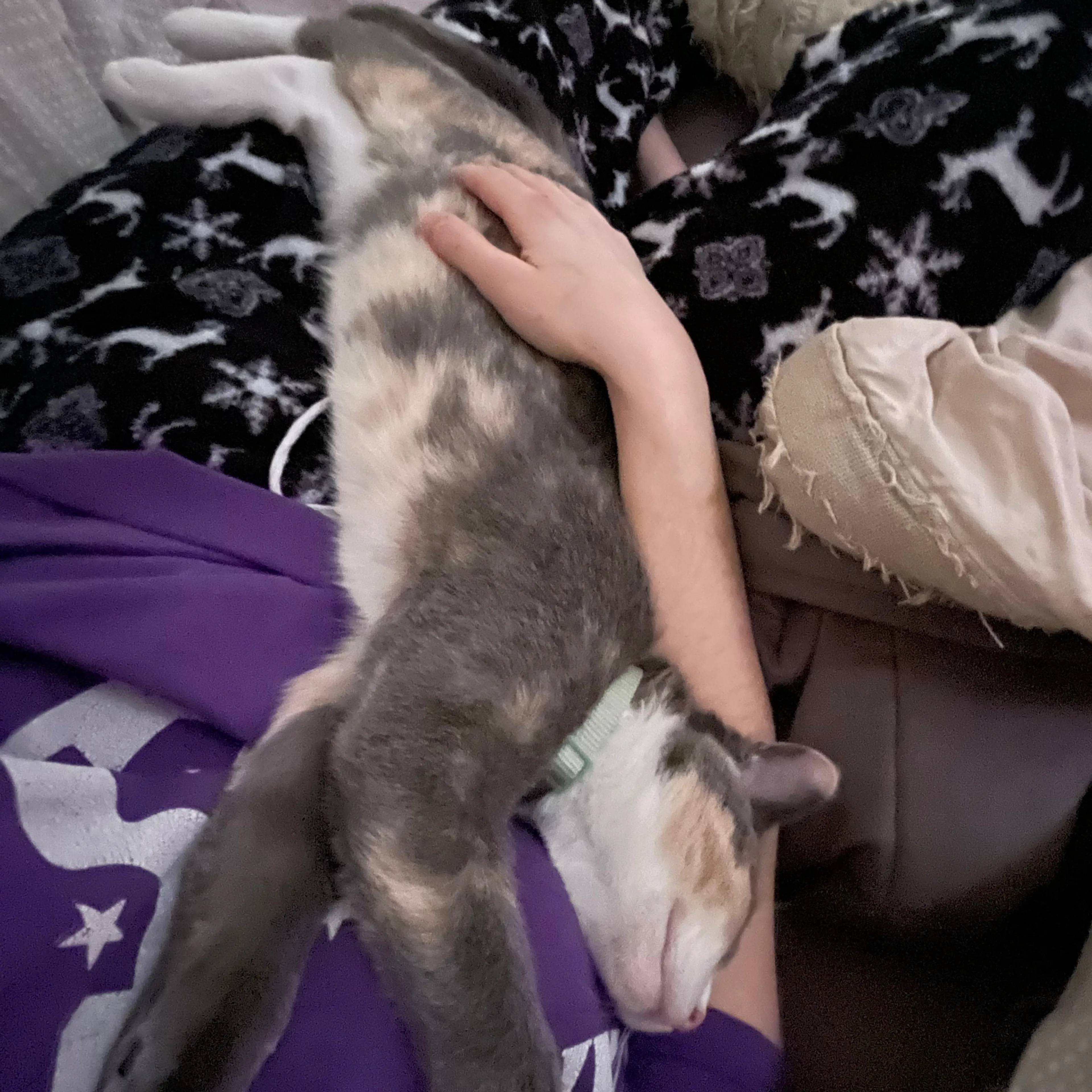 Lost pet-3