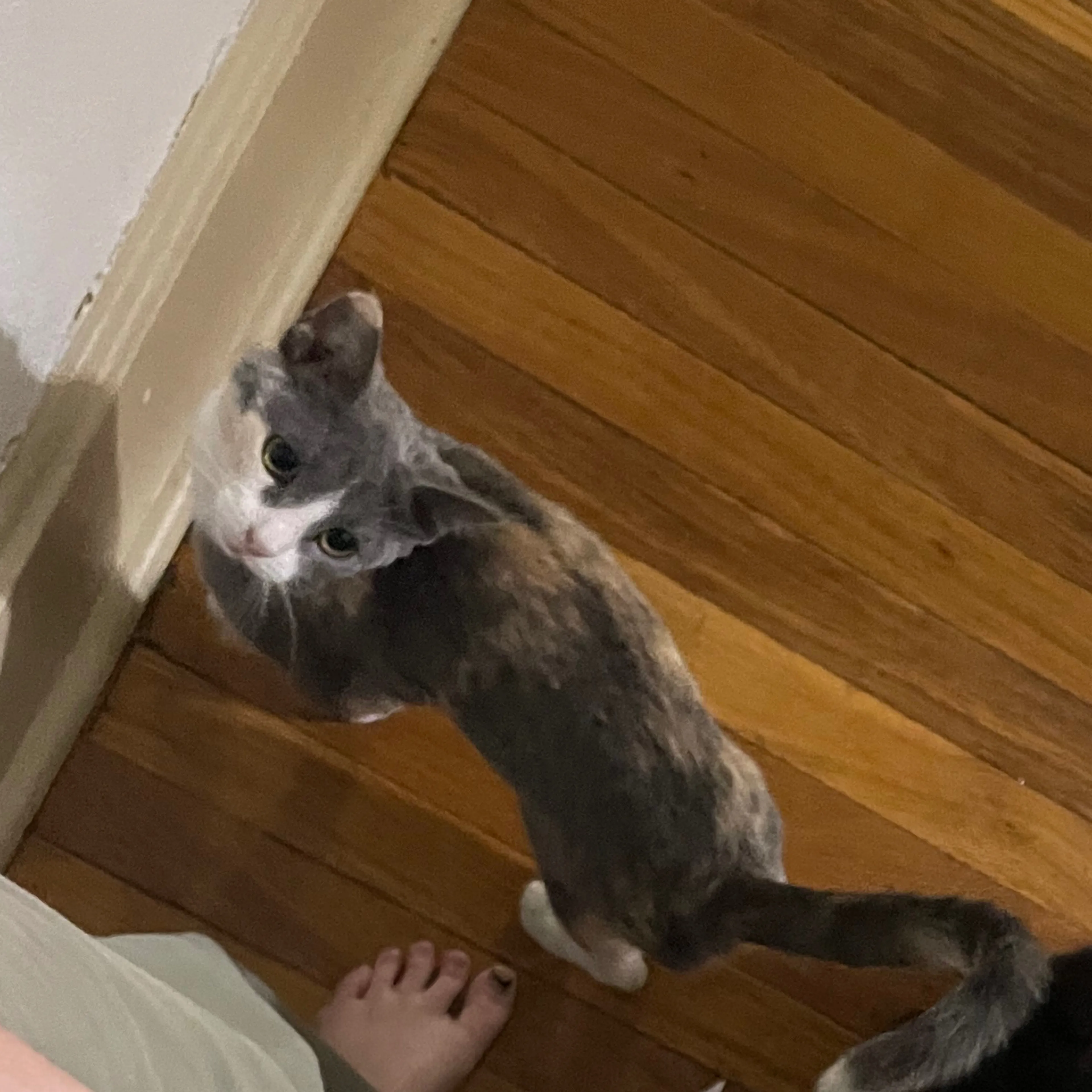 Lost pet-1
